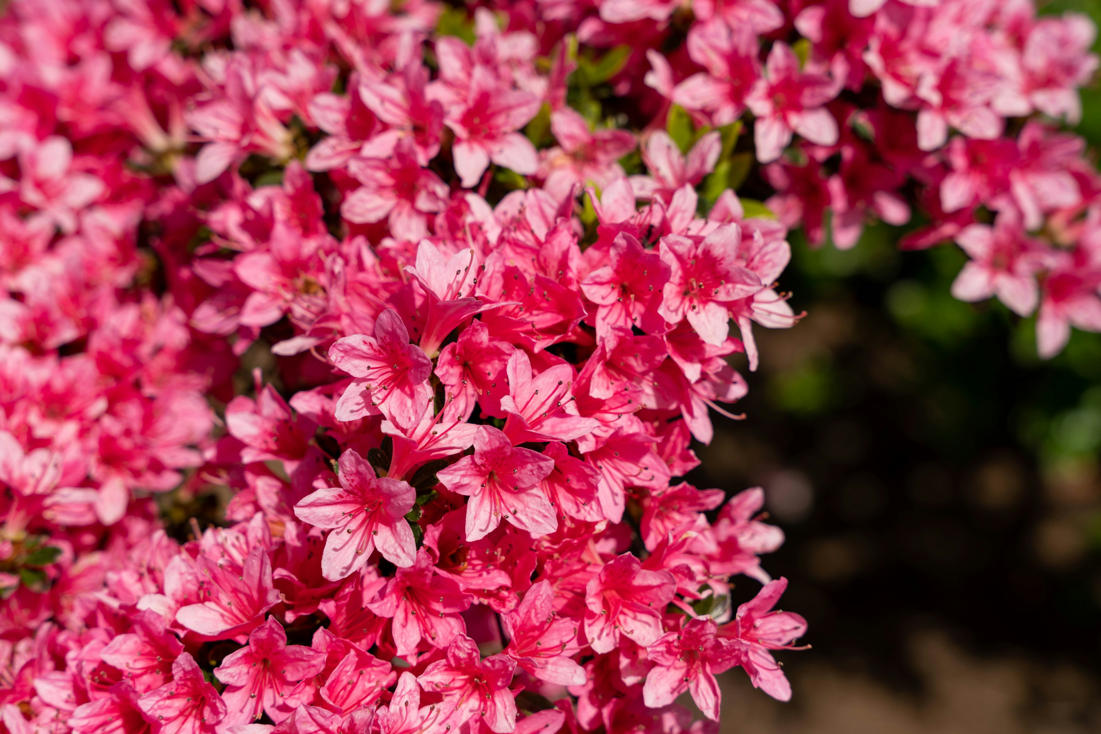 Gros plan de fleurs roses en fleurs sur une plante