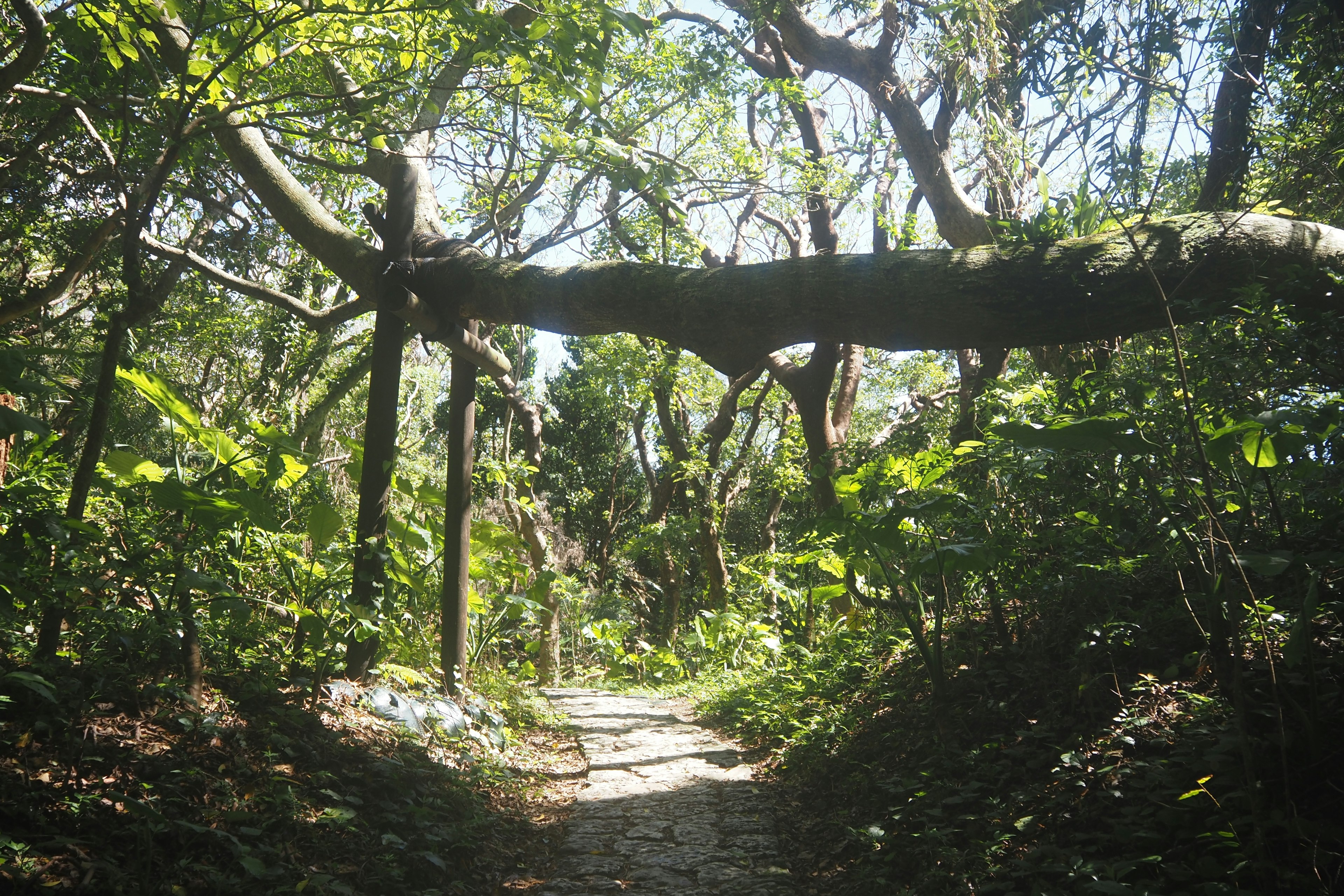 Sentier entouré de verdure luxuriante et de branches d'arbres tombées