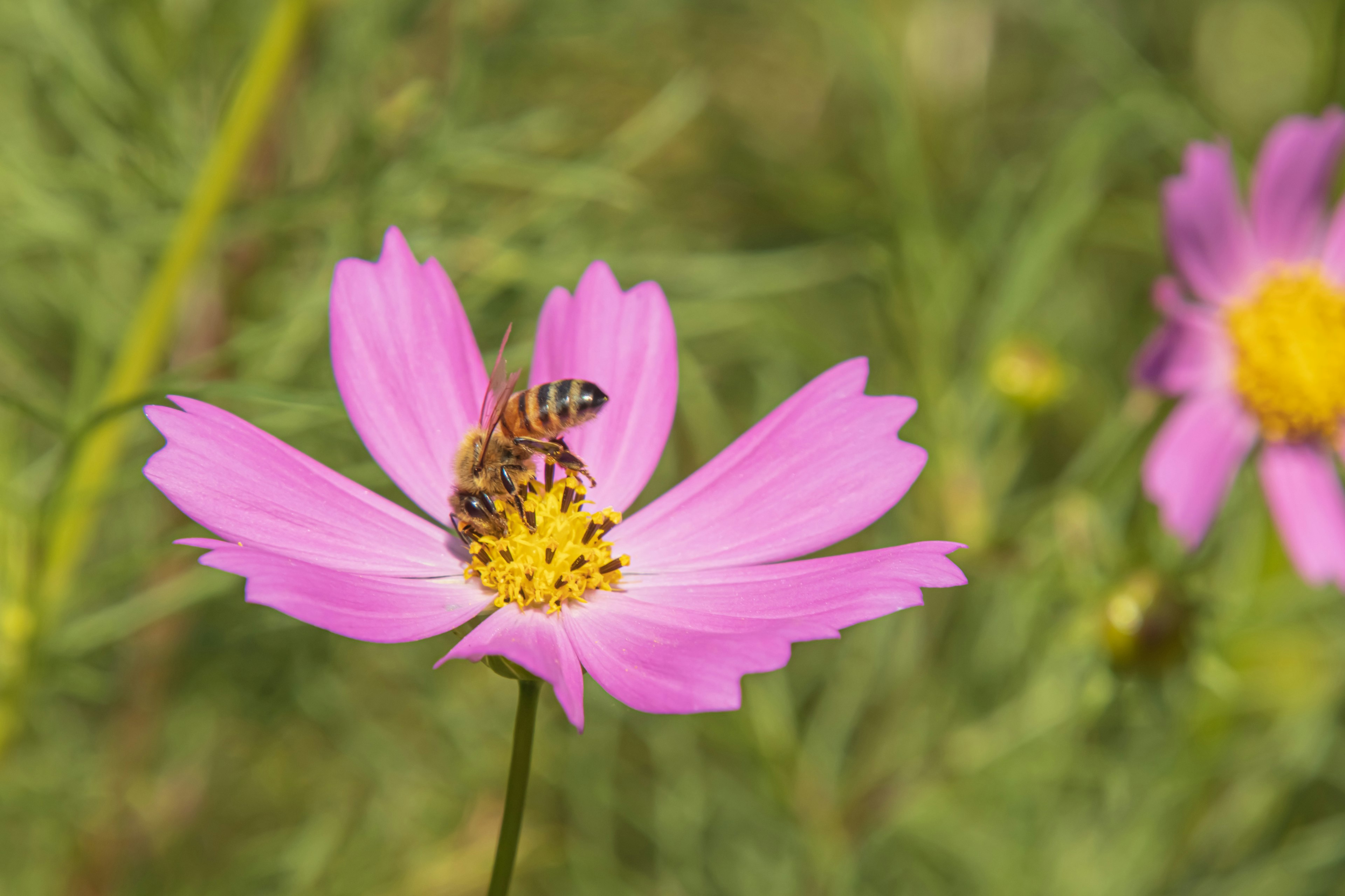 Bee on pink cosmos flower