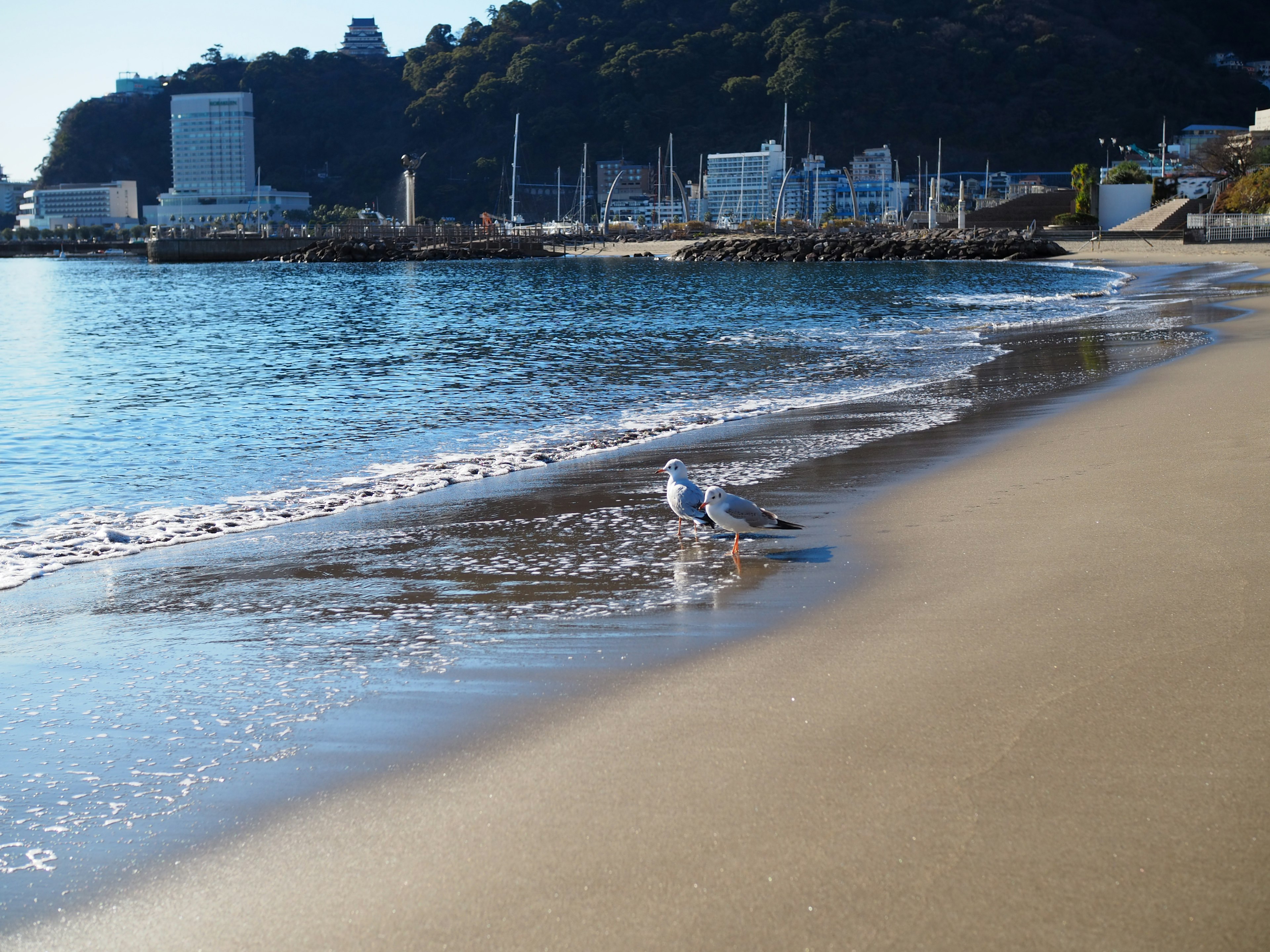 海岸で波に寄せられる砂浜と白い鳥