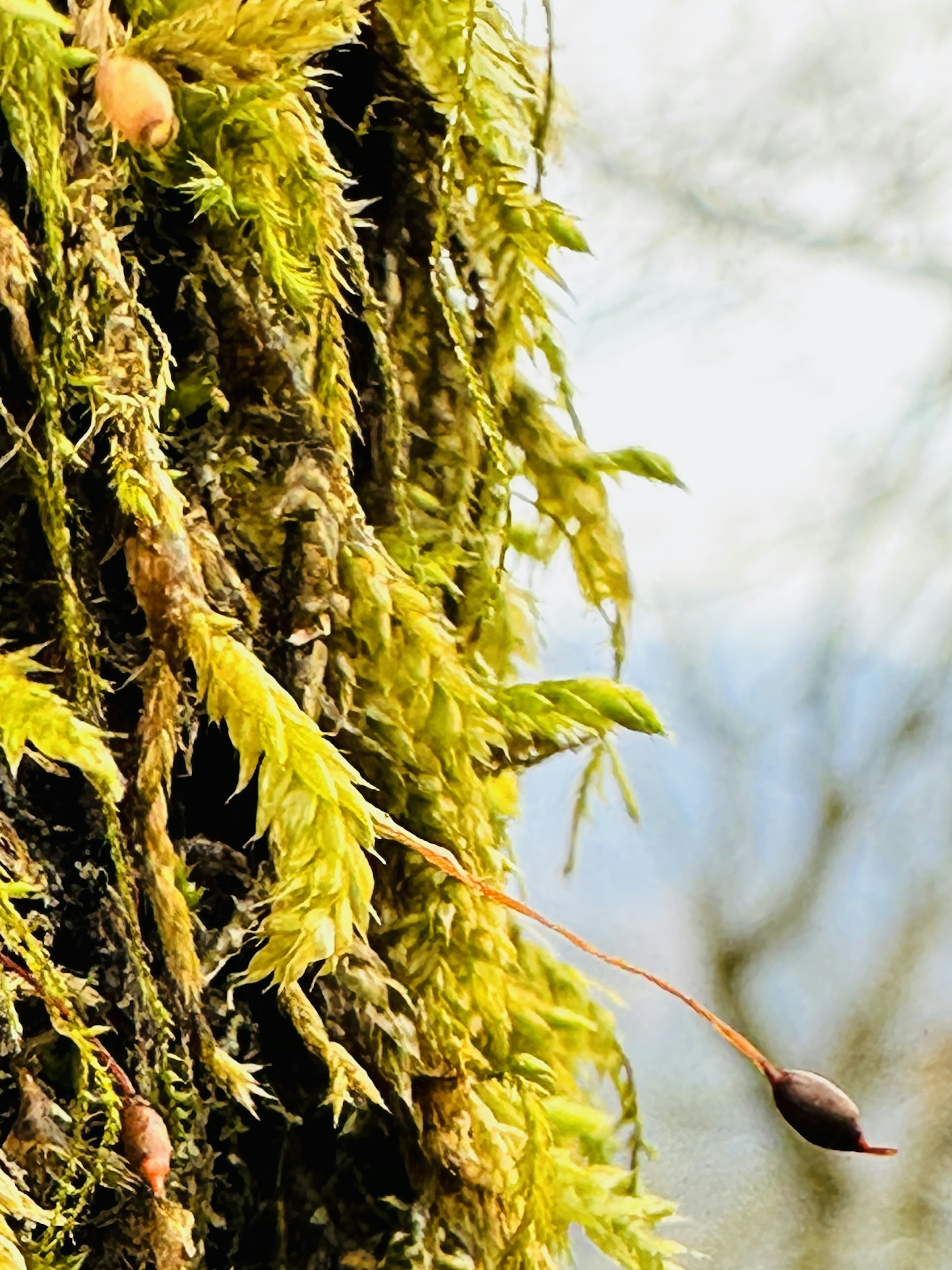 Gros plan d'un tronc d'arbre recouvert de mousse verte avec un petit fruit au bout