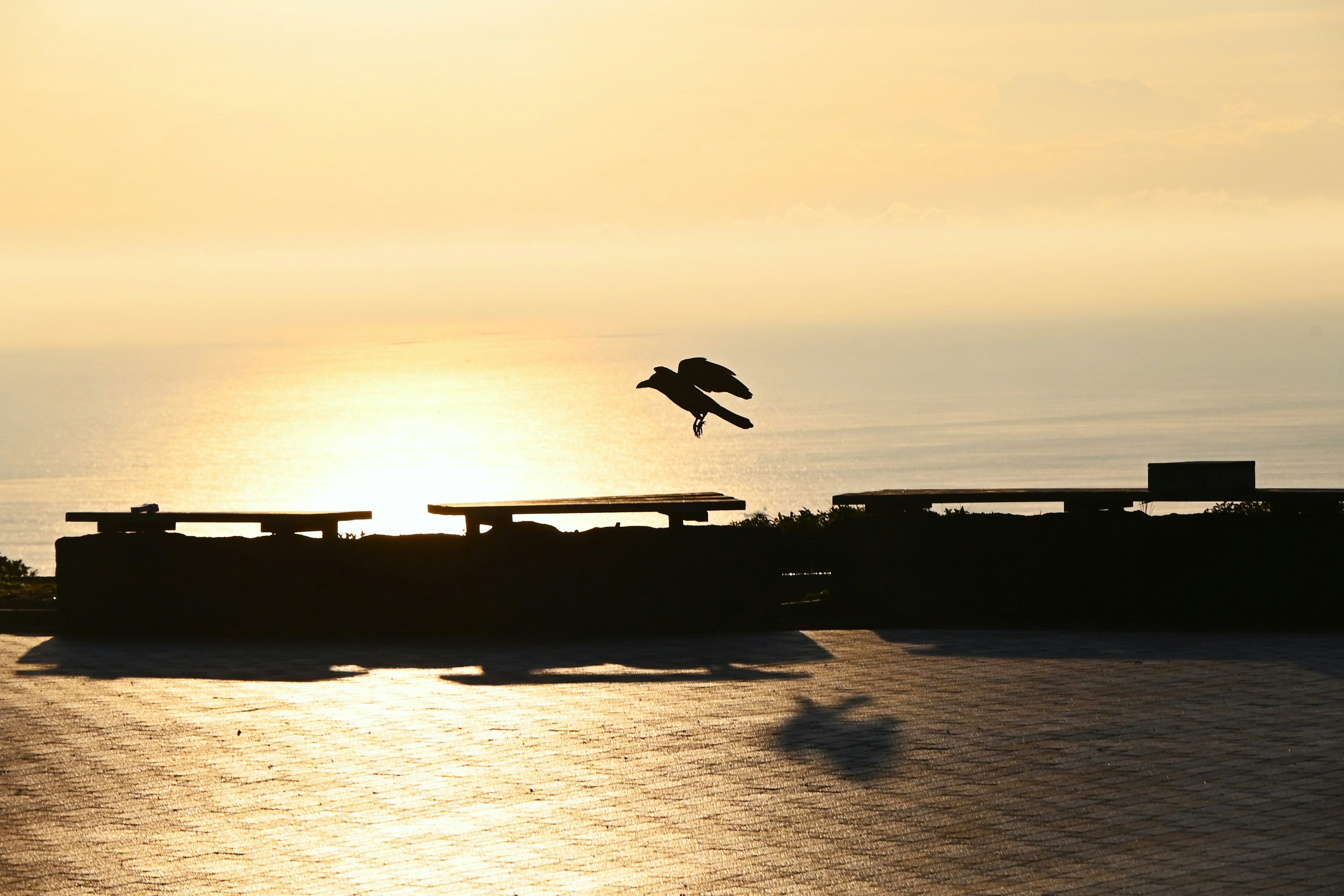 夕日を背景に飛ぶ鳥のシルエットと海の景色