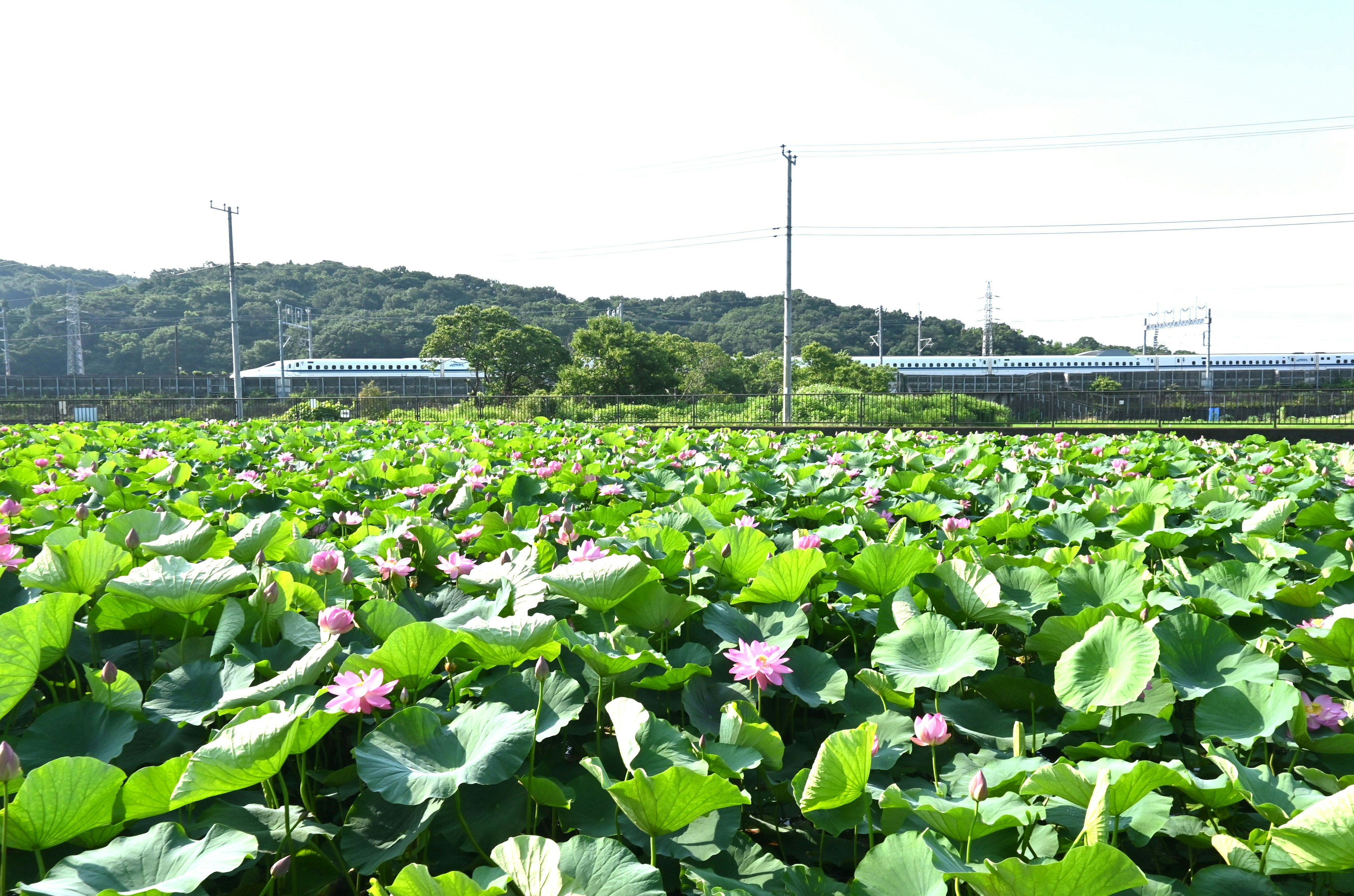 蓮の花が咲く広大な池の風景