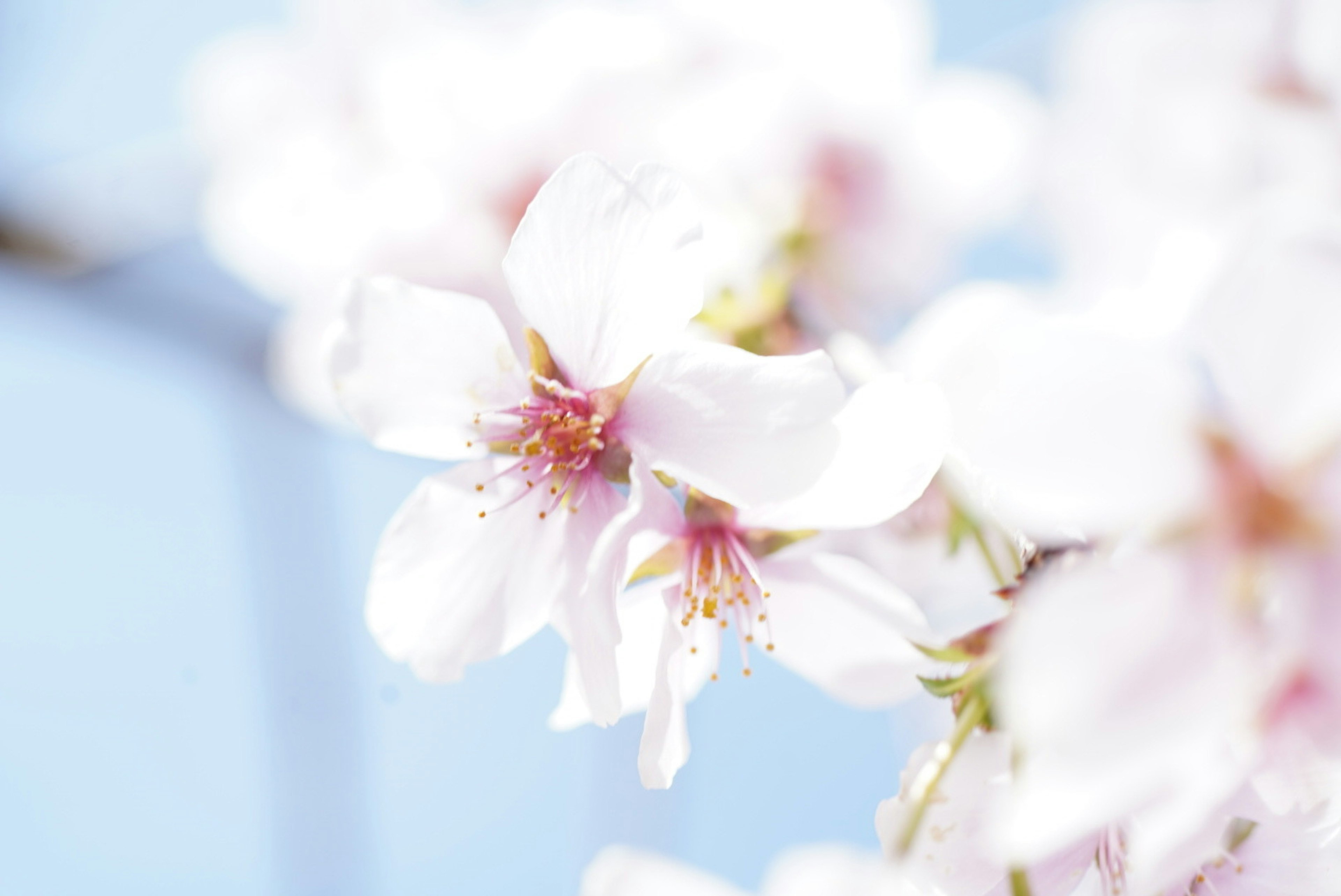 Nahaufnahme schöner Kirschblüten vor blauem Himmel