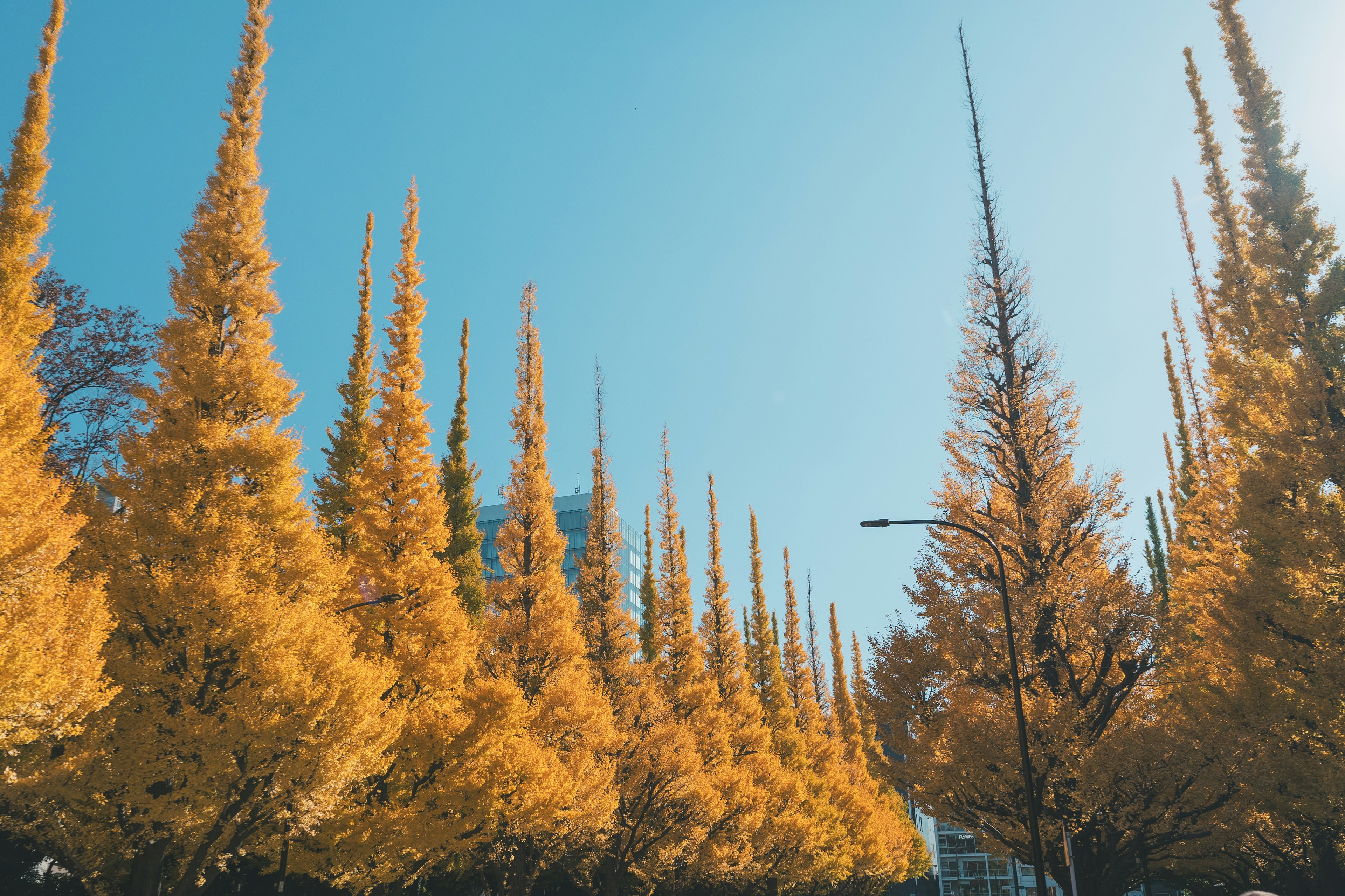 Rangée d'arbres dorés en automne sous un ciel bleu clair