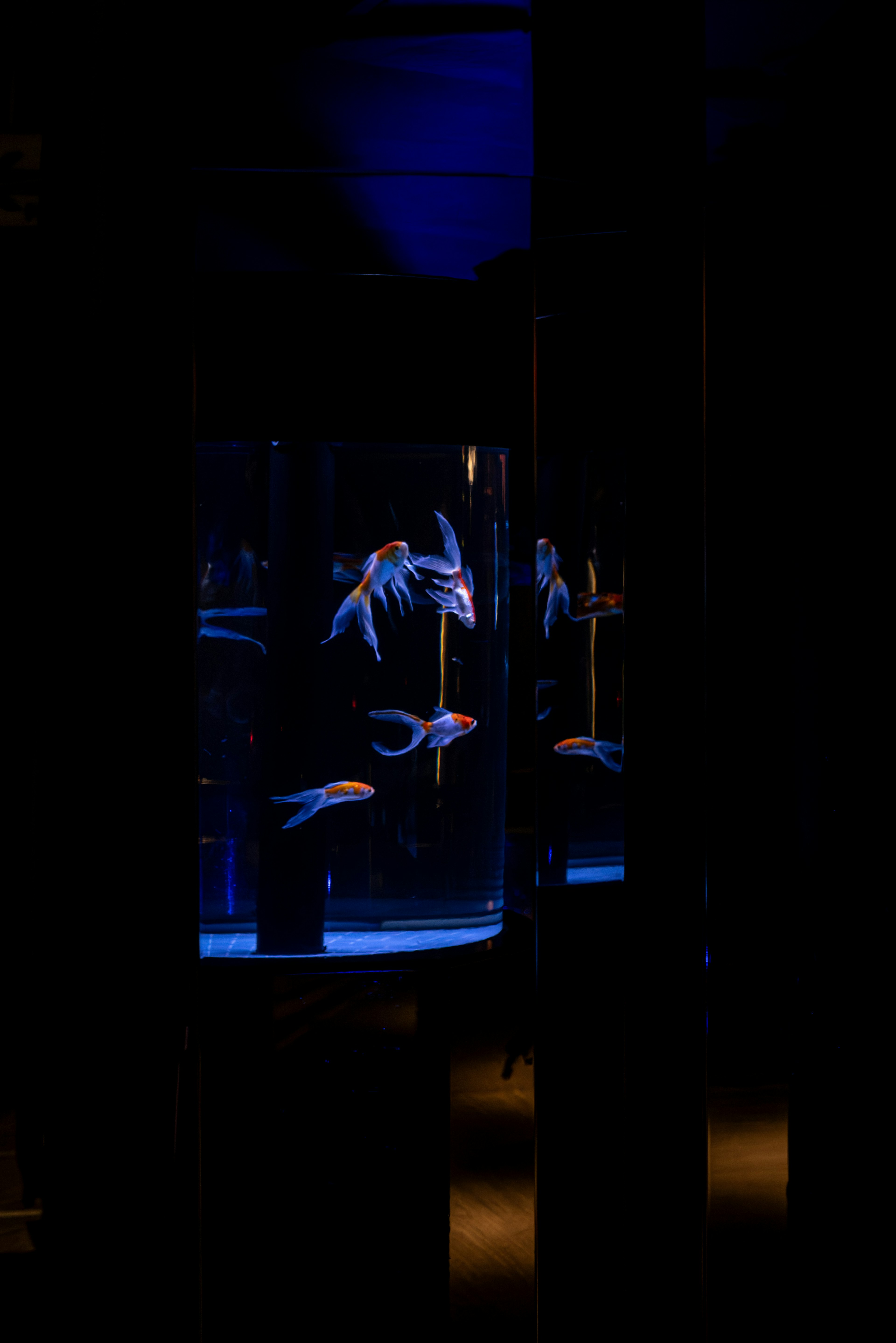 Ein Aquarium, das mit blauem Licht beleuchtet ist und schwimmende Fische zeigt