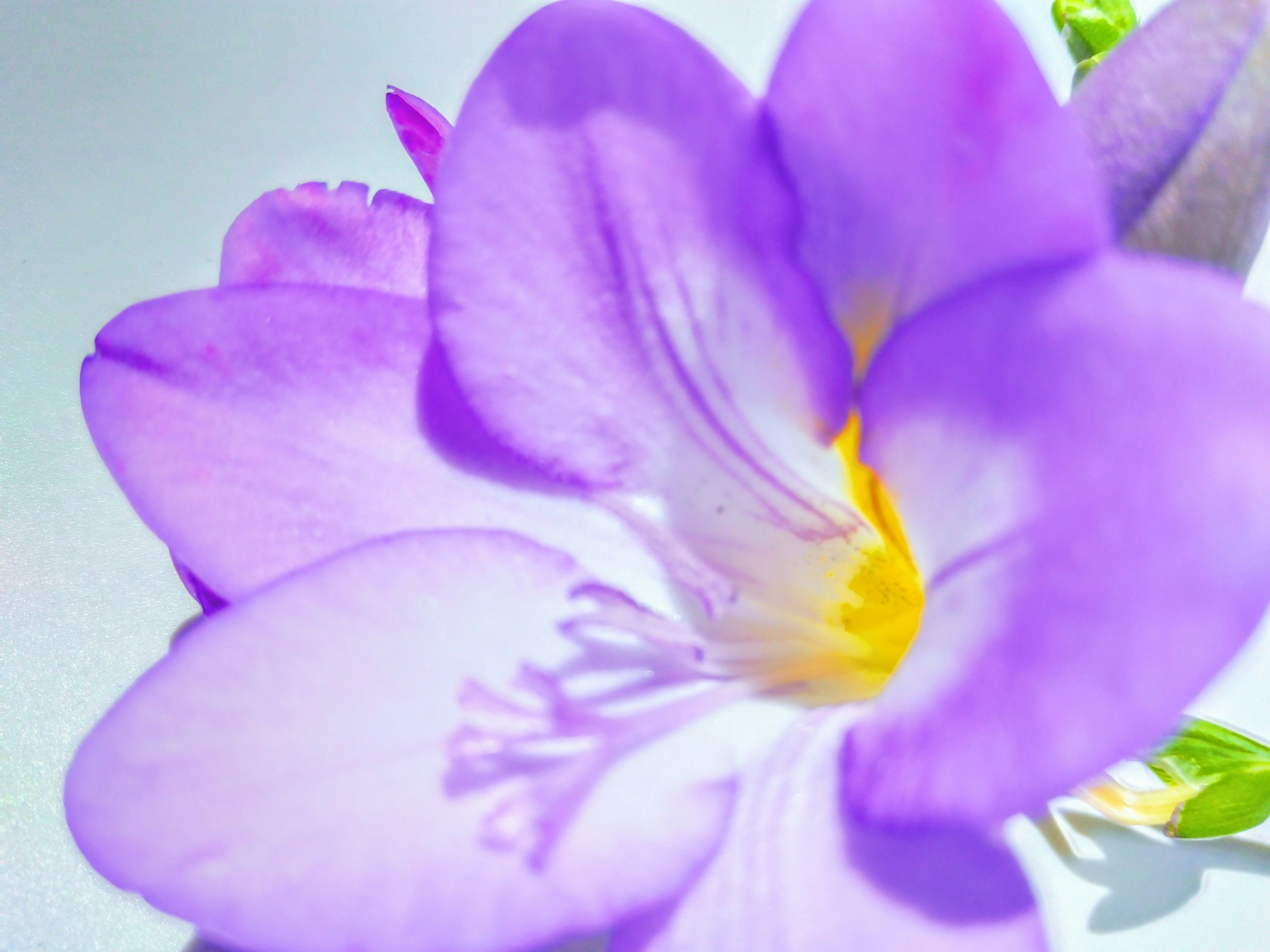 Acercamiento de una flor de fresia morada con un centro amarillo brillante