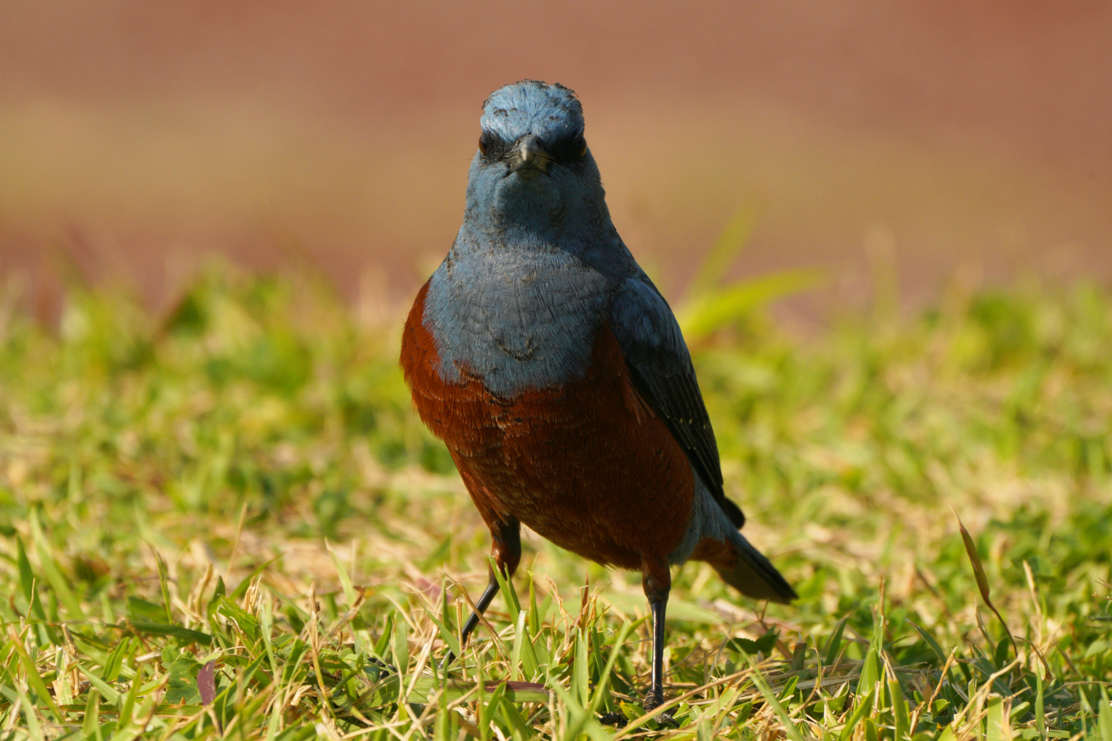 Un oiseau avec une tête bleue et une poitrine orange se tenant sur l'herbe