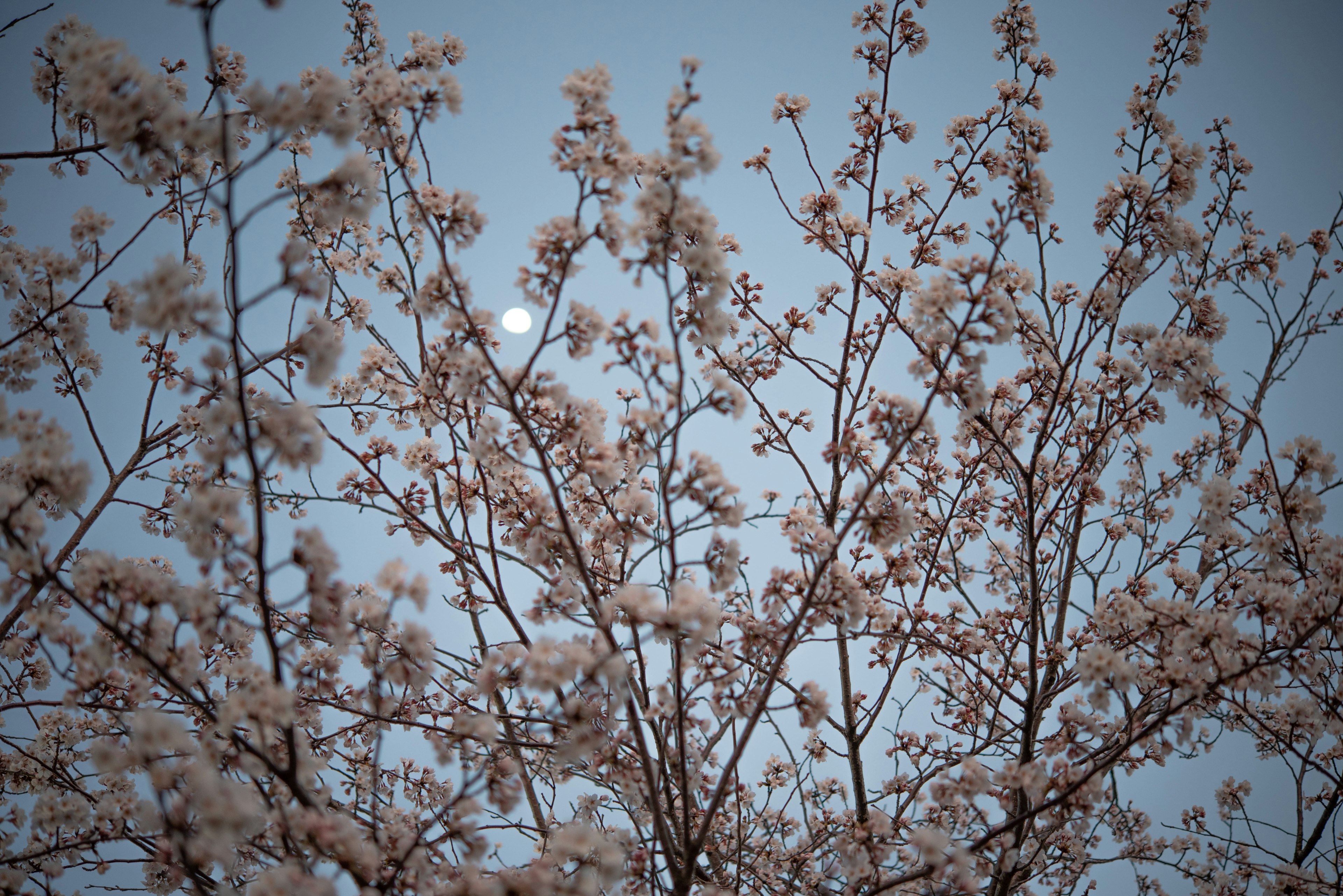 Bunga sakura mekar di senja dengan bulan terlihat