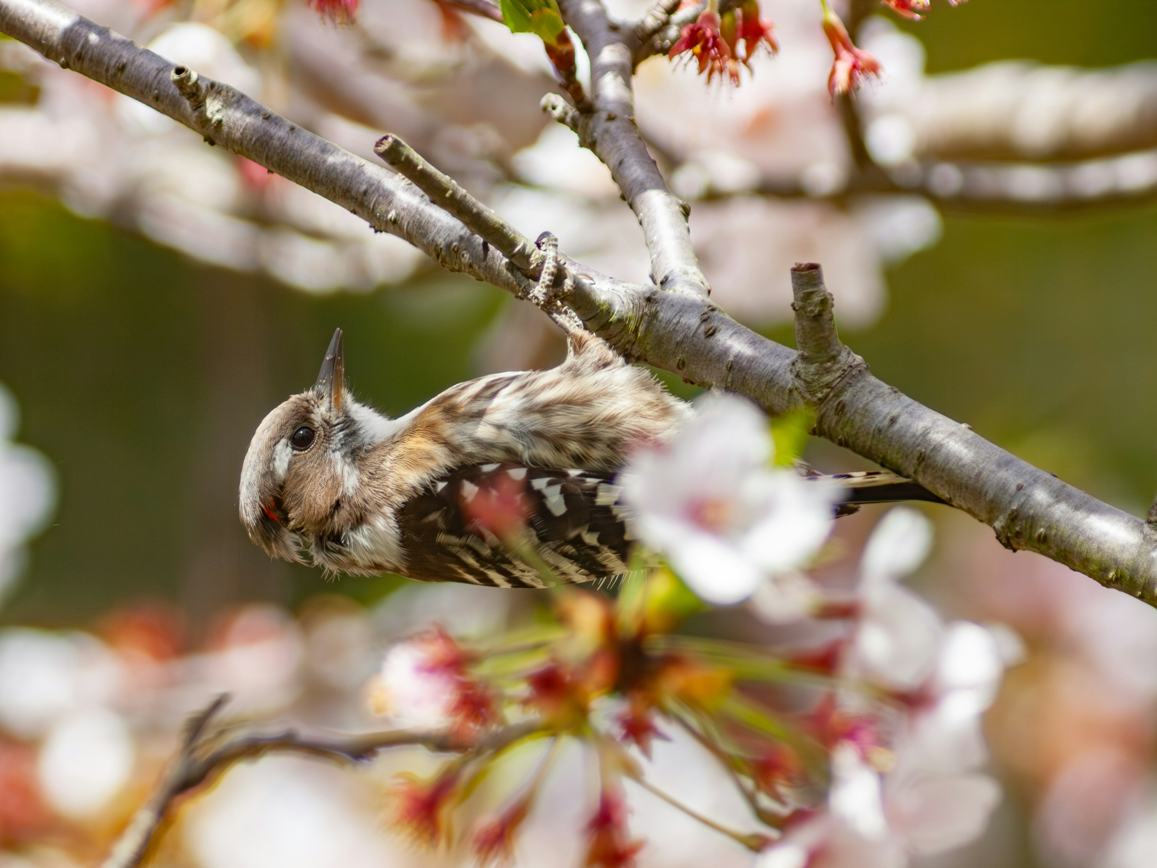 Un pequeño pájaro posado entre flores de cerezo