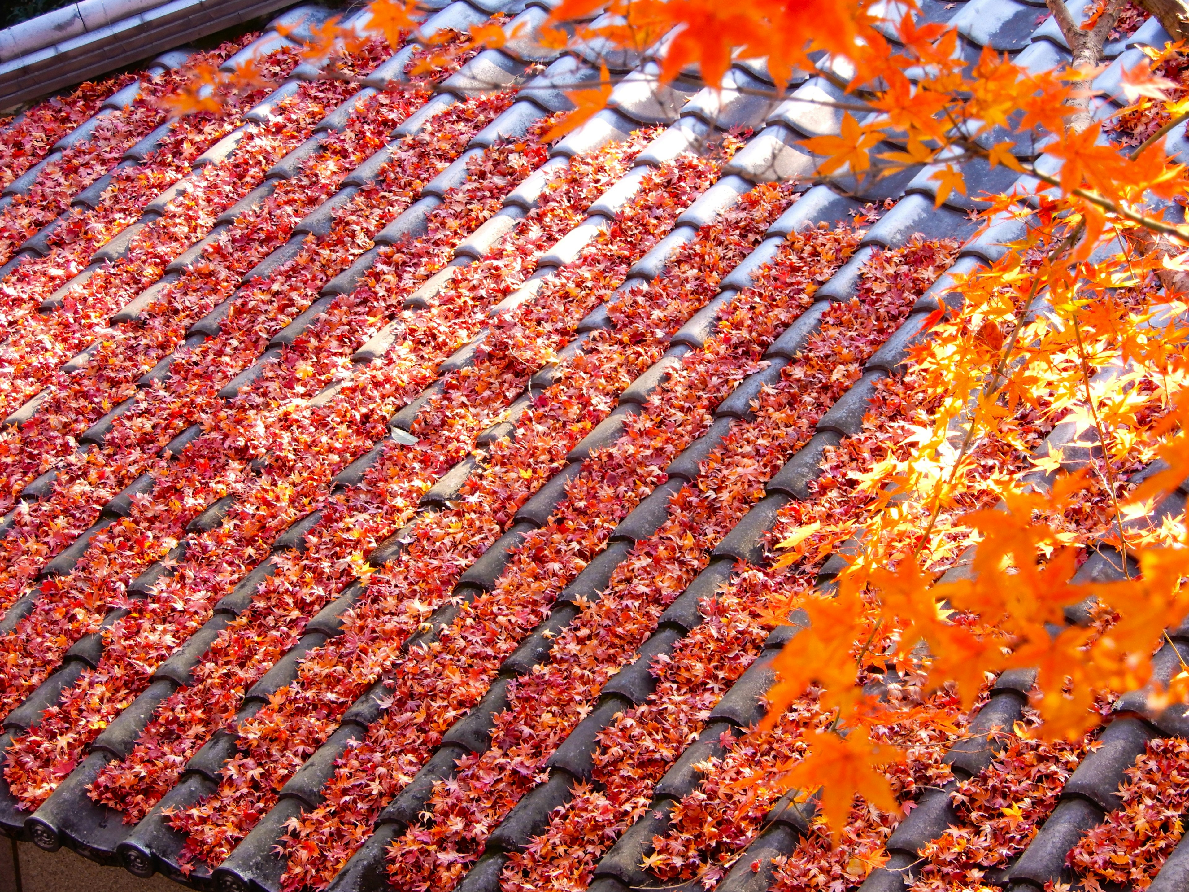 A beautiful view of a tiled roof covered with red leaves