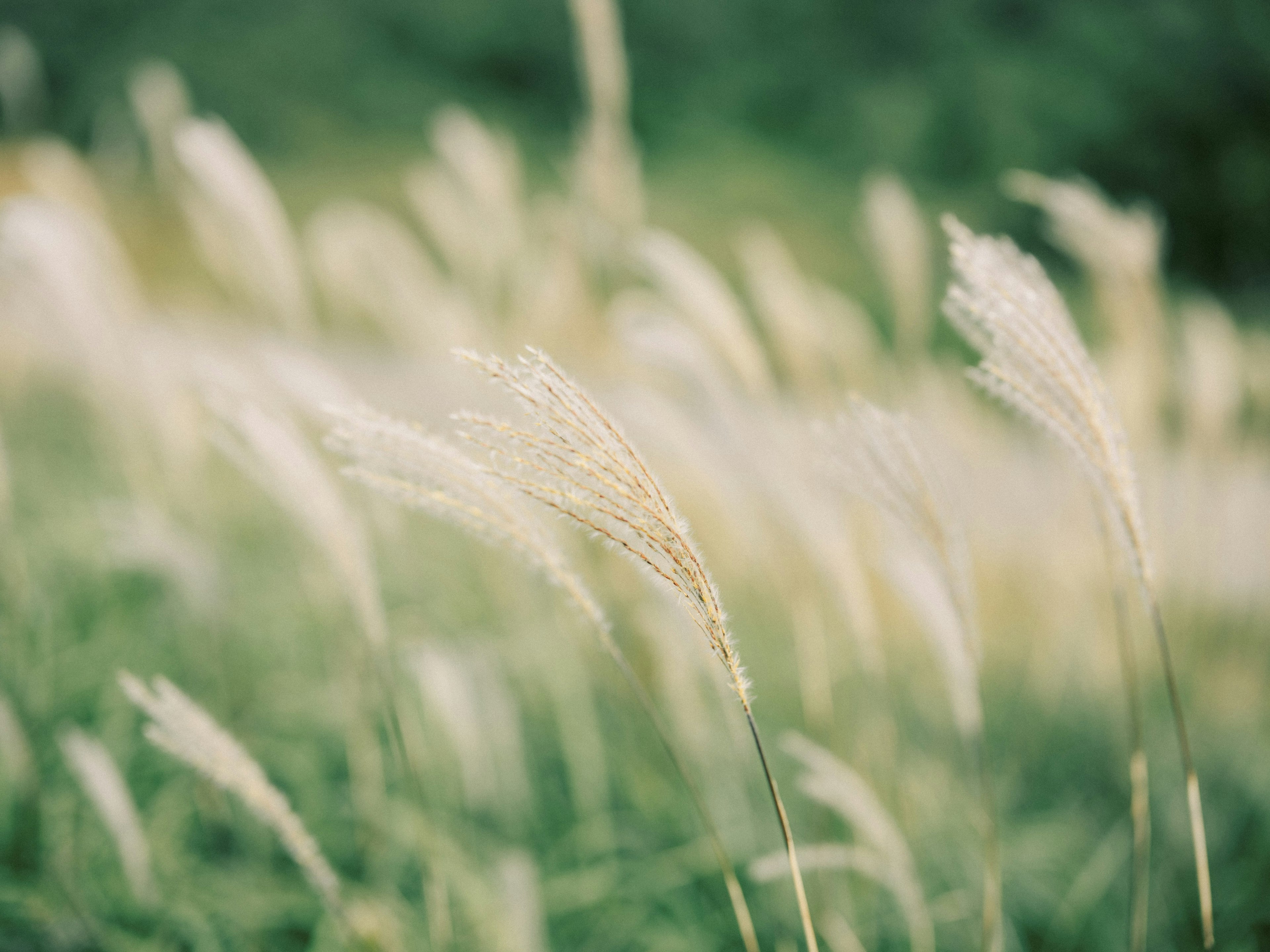 Feld mit weißen Gräsern, die sanft im Wind wiegen