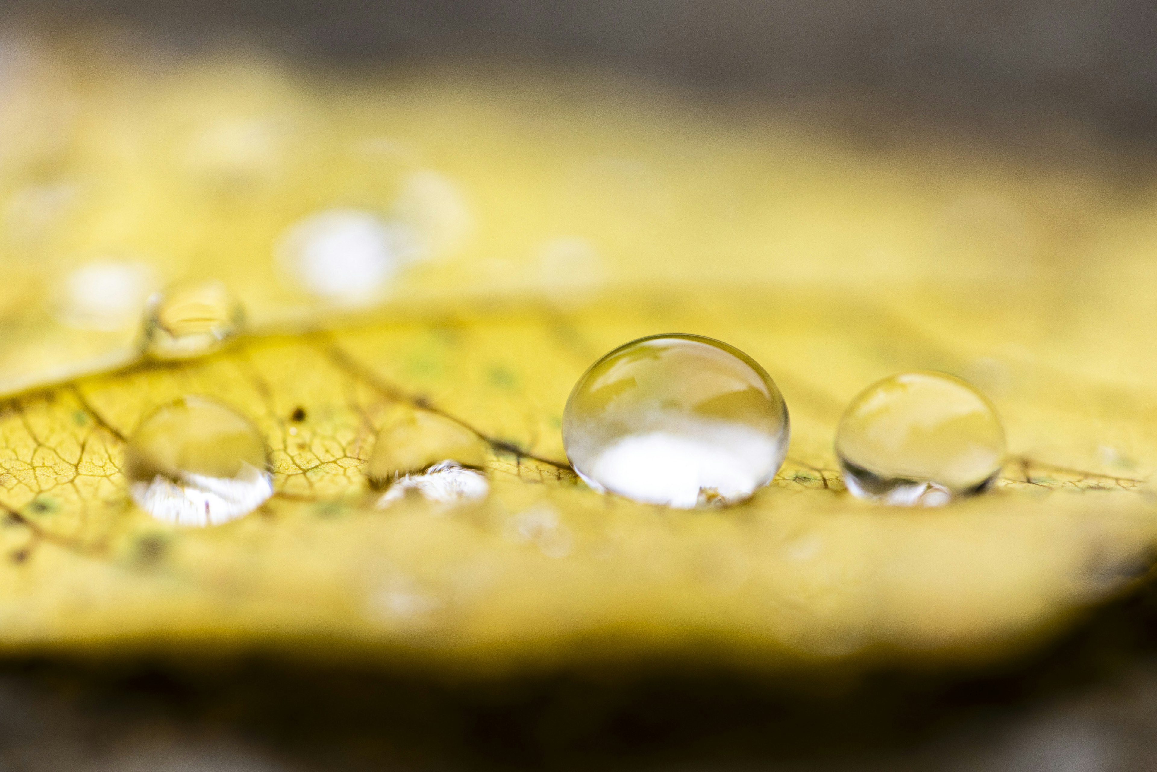 Primo piano di gocce d'acqua su una foglia gialla