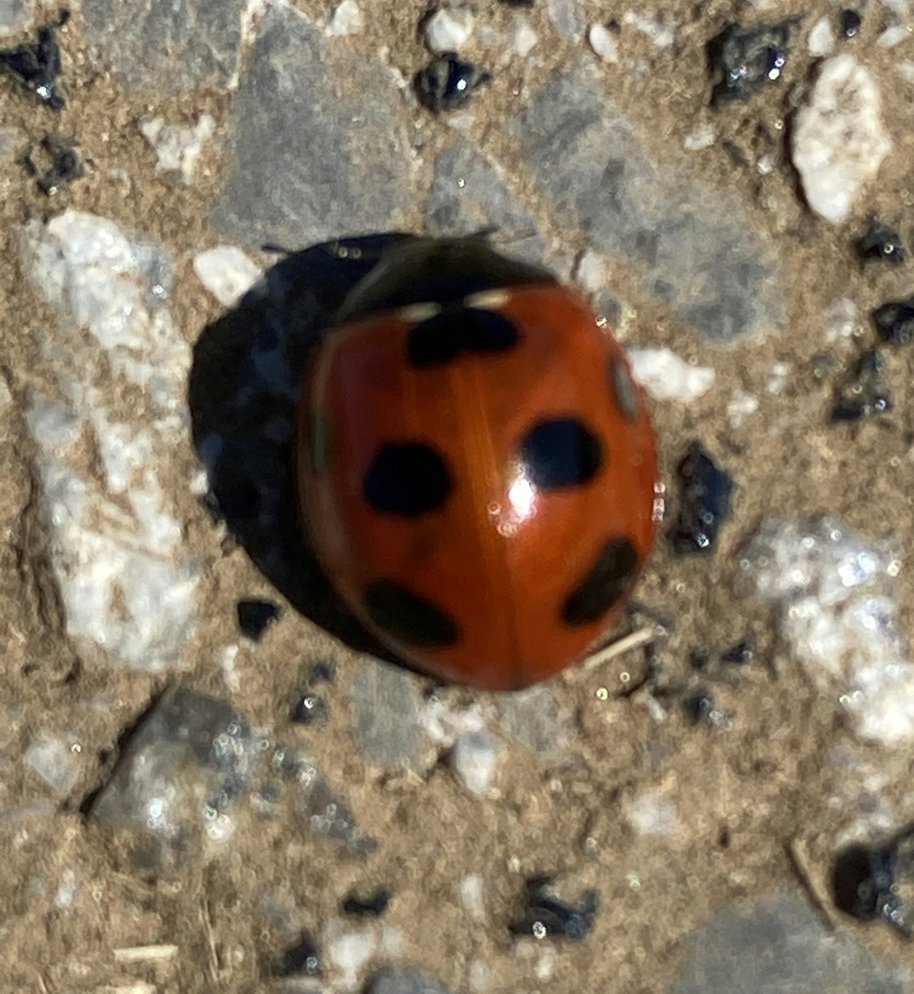 赤いテントウムシが砂利の上にいる