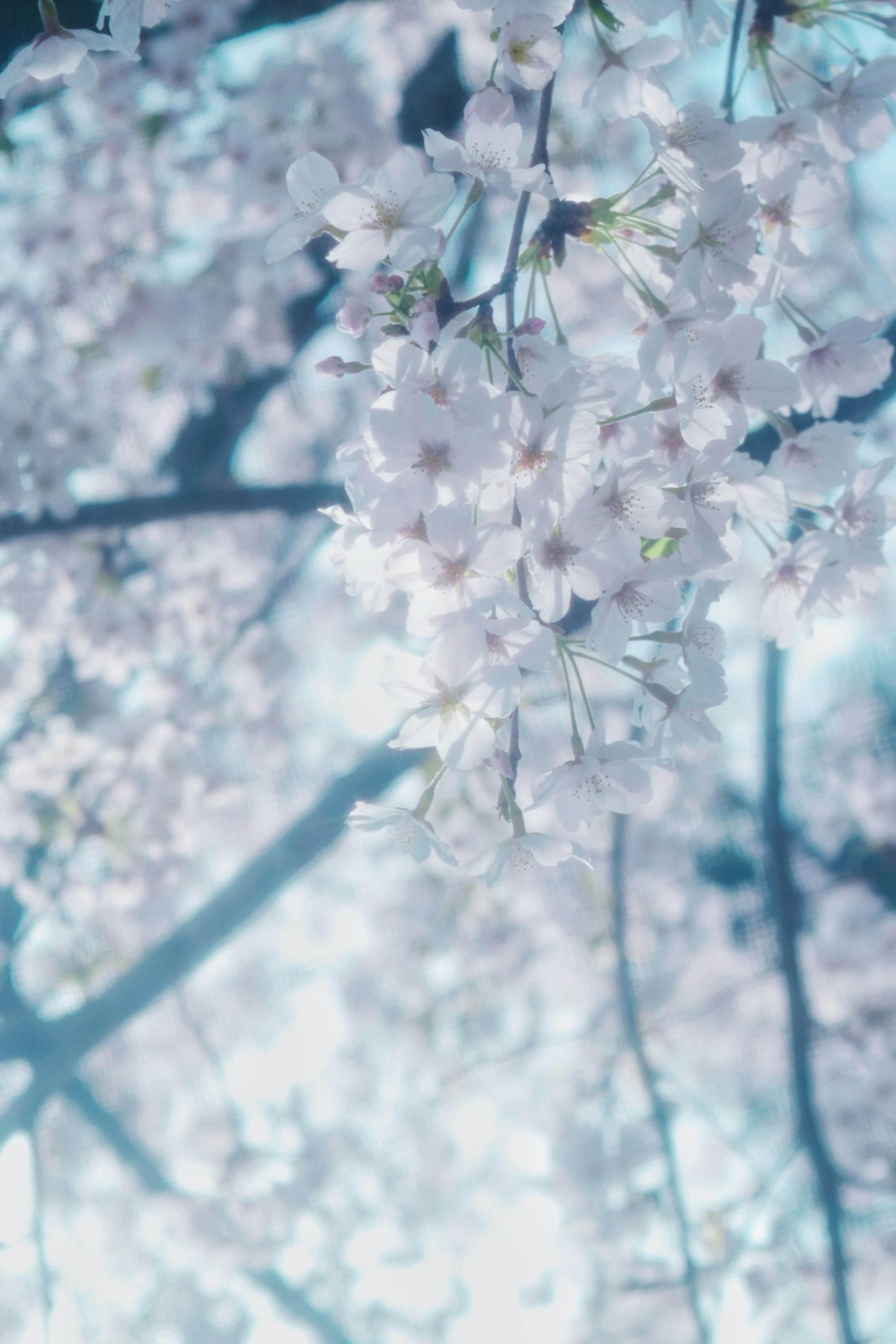 Bunga sakura halus di latar belakang biru lembut menciptakan pemandangan musim semi yang tenang