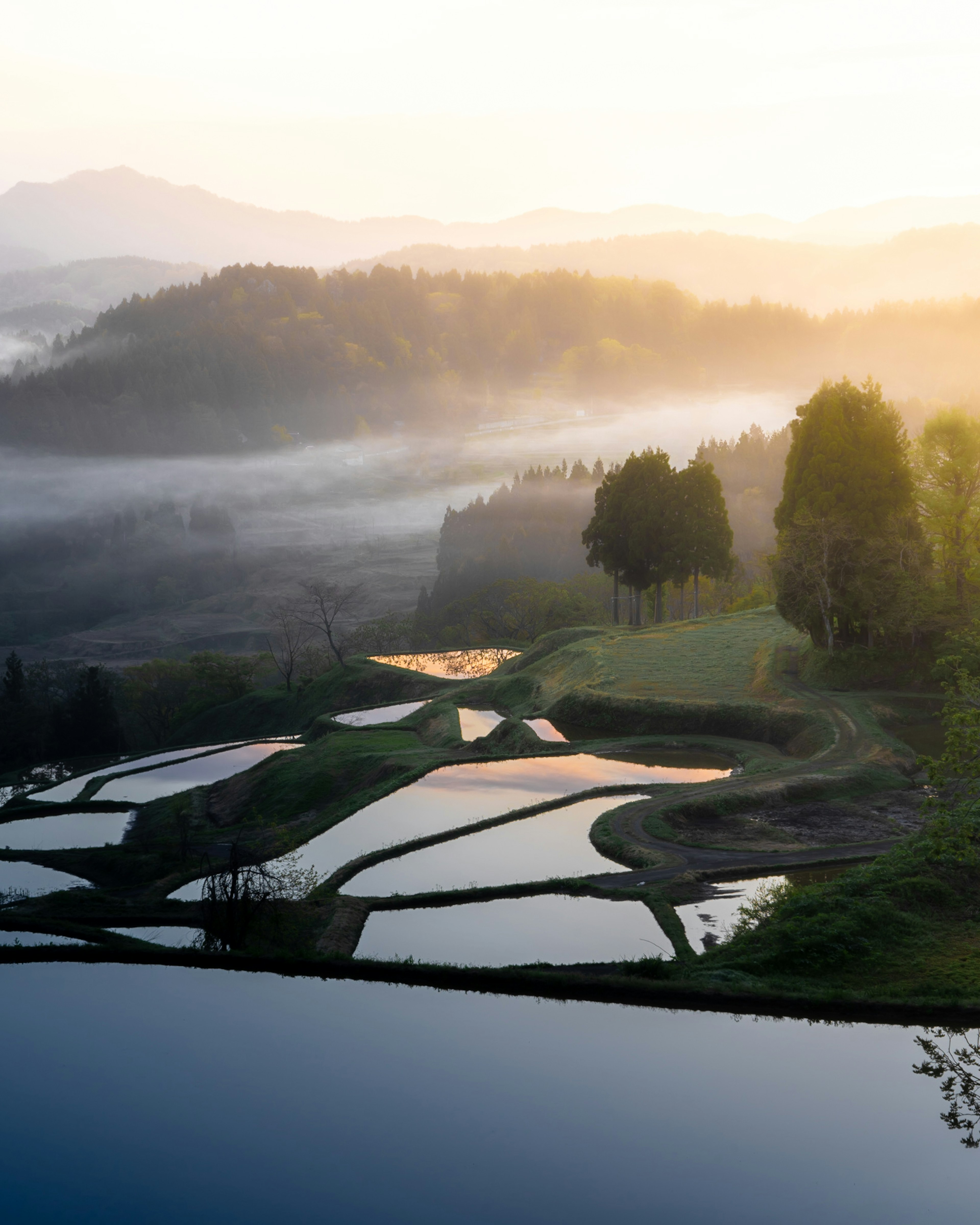 Un paysage de rizières en terrasses embrumé avec des surfaces d'eau scintillantes au lever du soleil