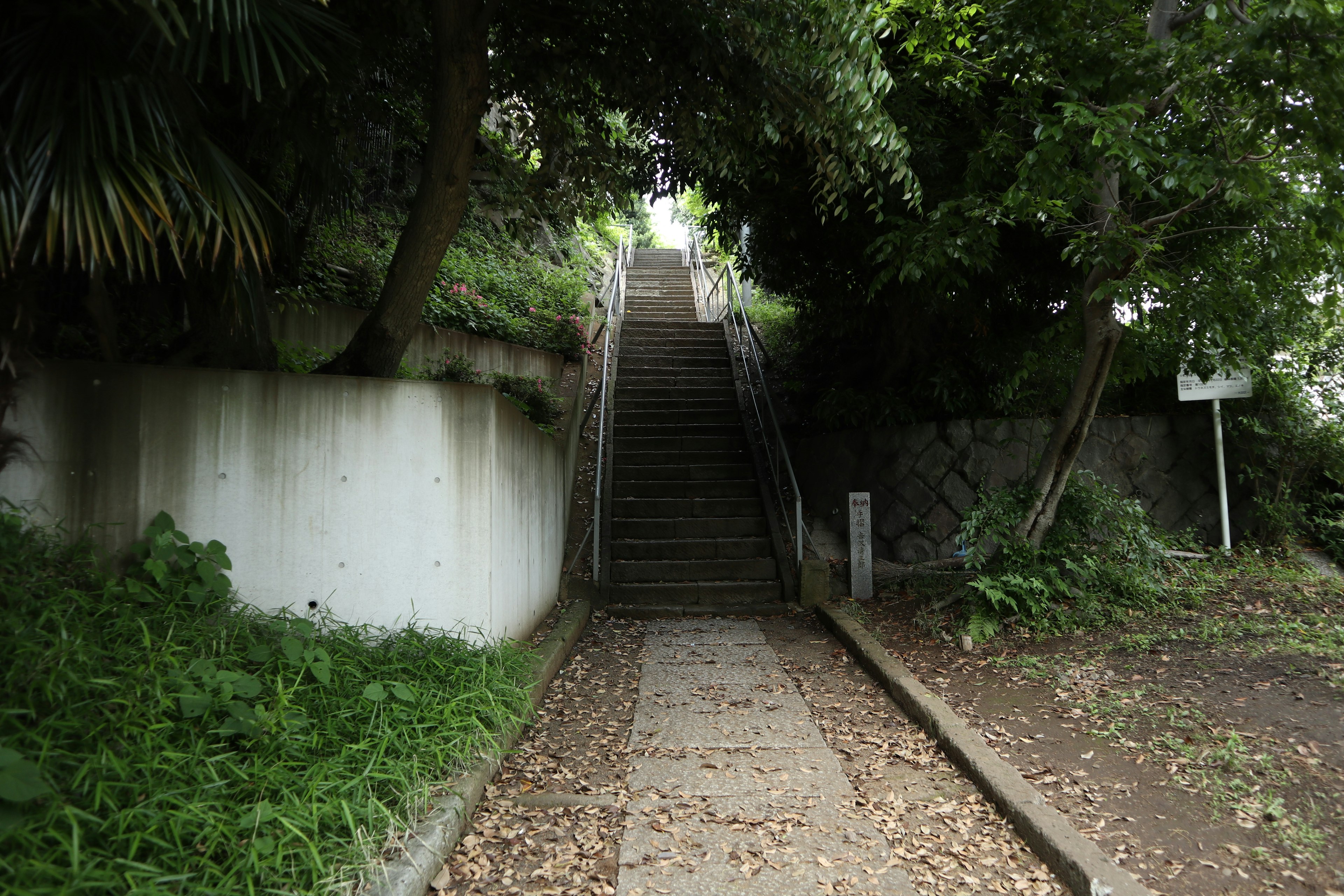 Escaliers entourés de verdure et d'arbres