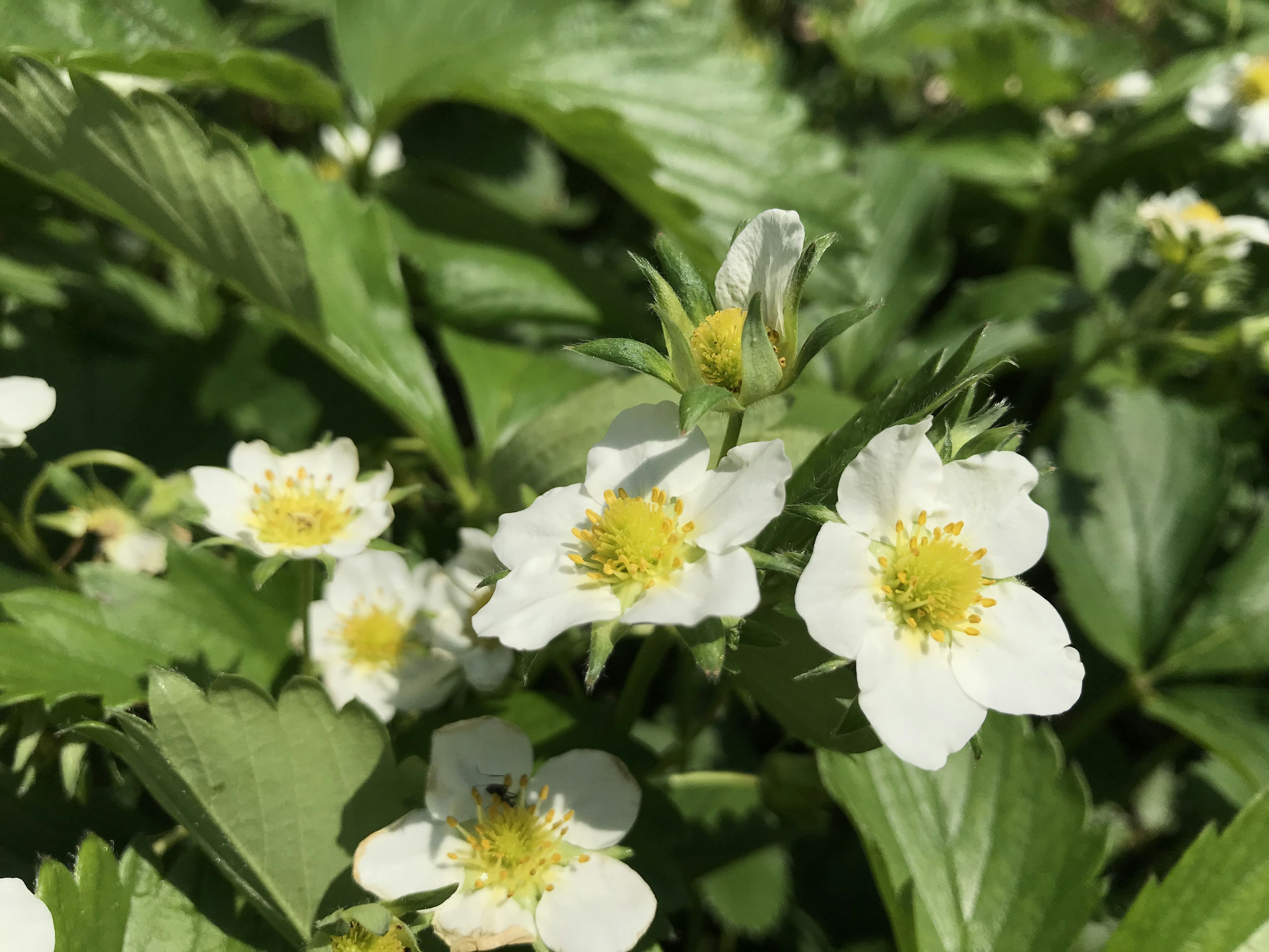 Plante de fraise avec des fleurs blanches et des feuilles vertes