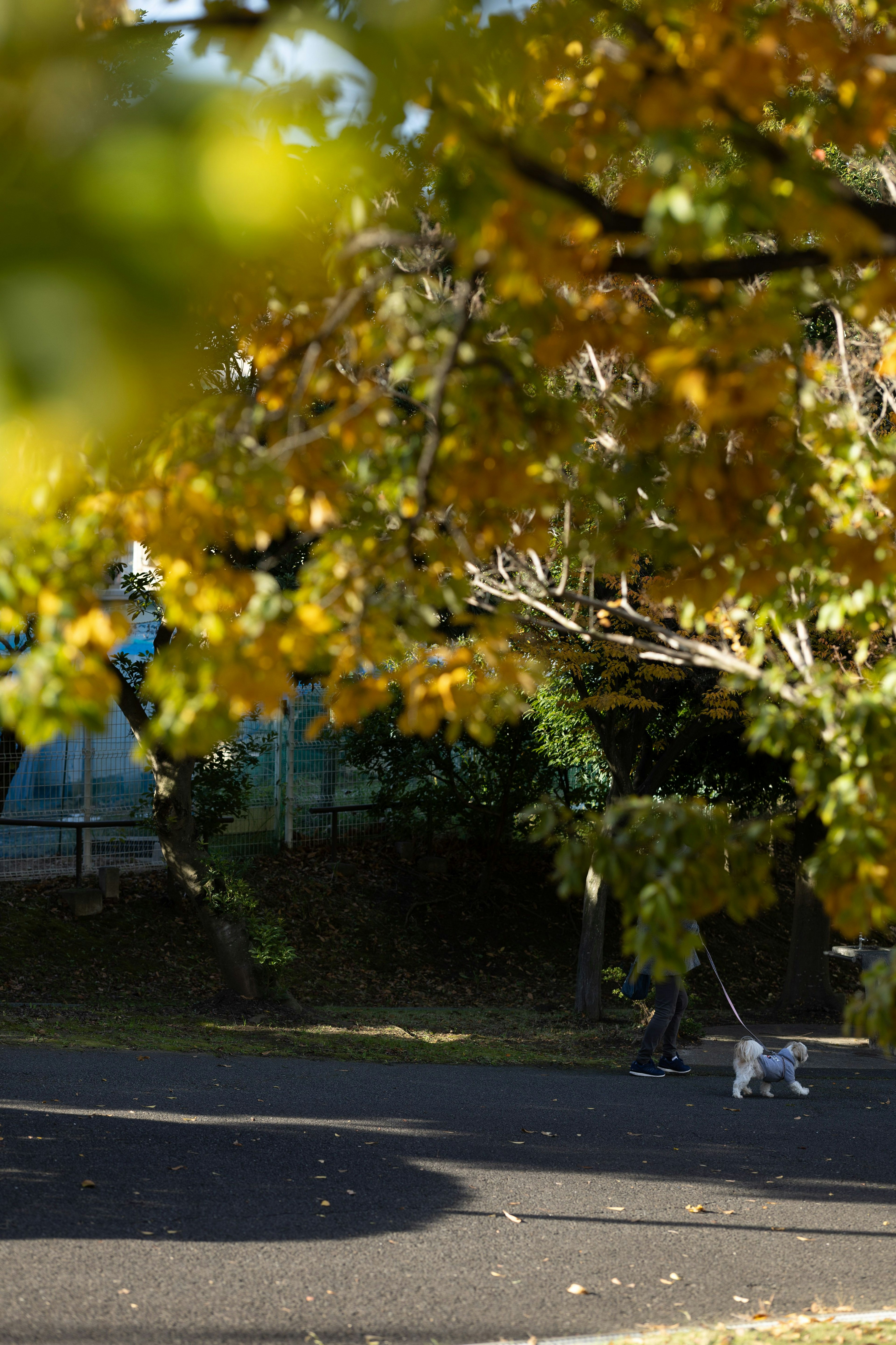 A person walking a dog in a park with autumn leaves