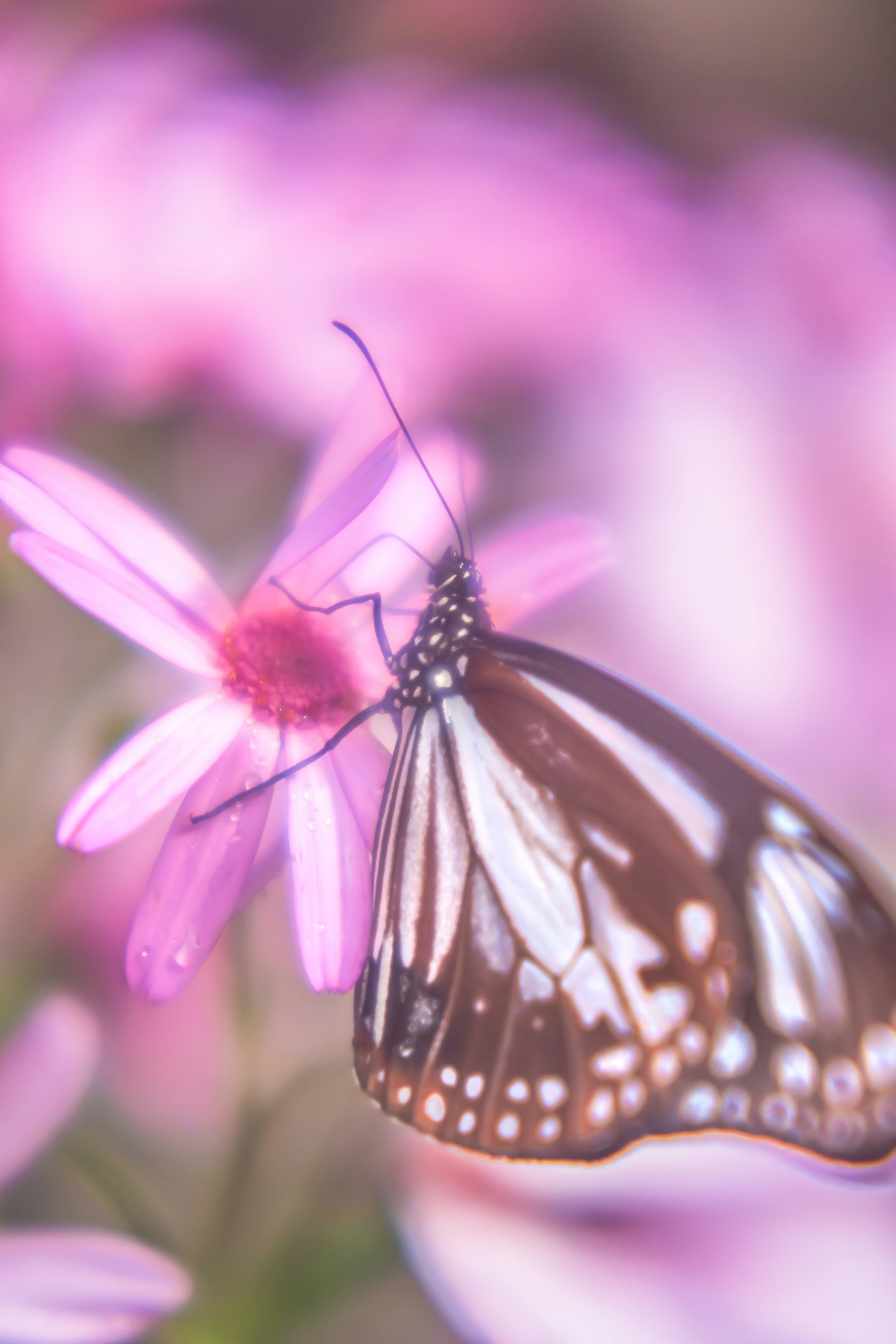 Una mariposa posada sobre una flor rosa con un fondo borroso