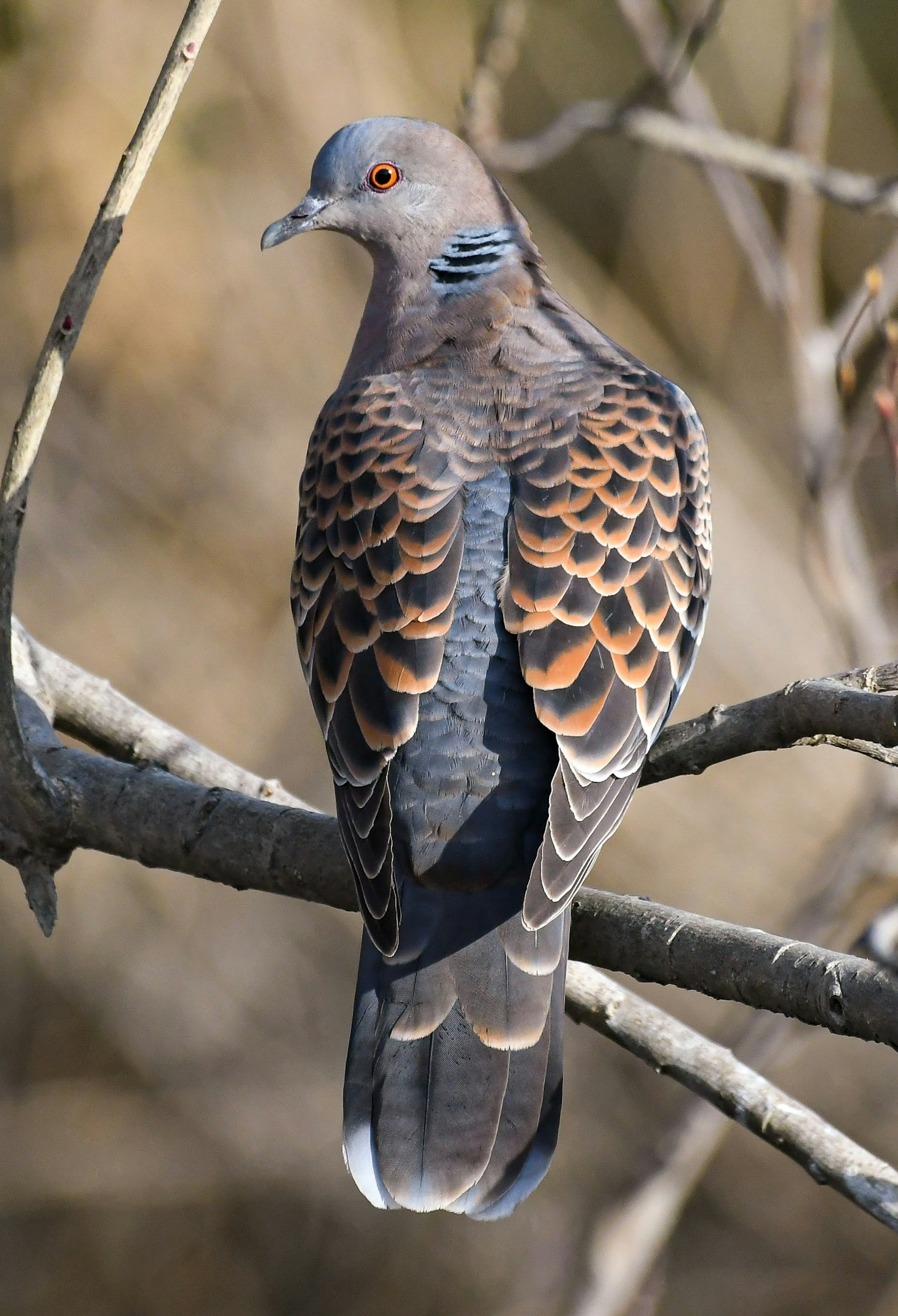 A beautiful pigeon perched on a branch