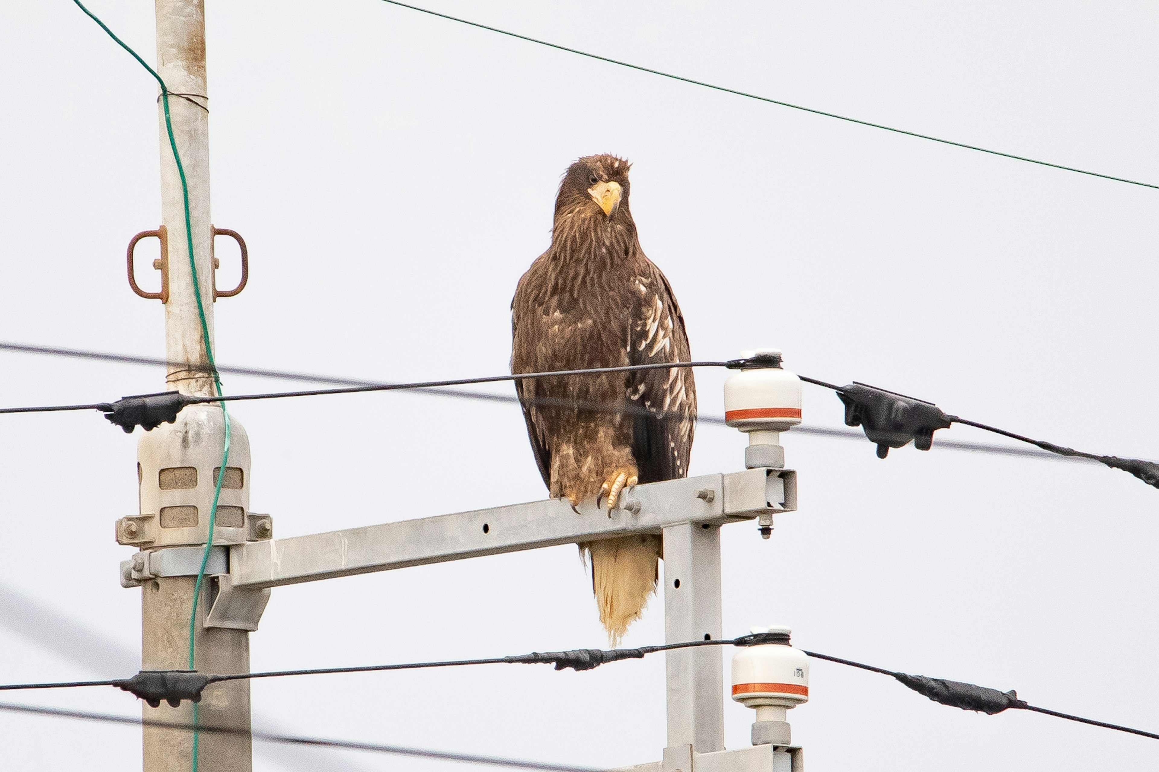 Imagen de un halcón posado en un poste eléctrico con patrones de plumas marrones y blancas