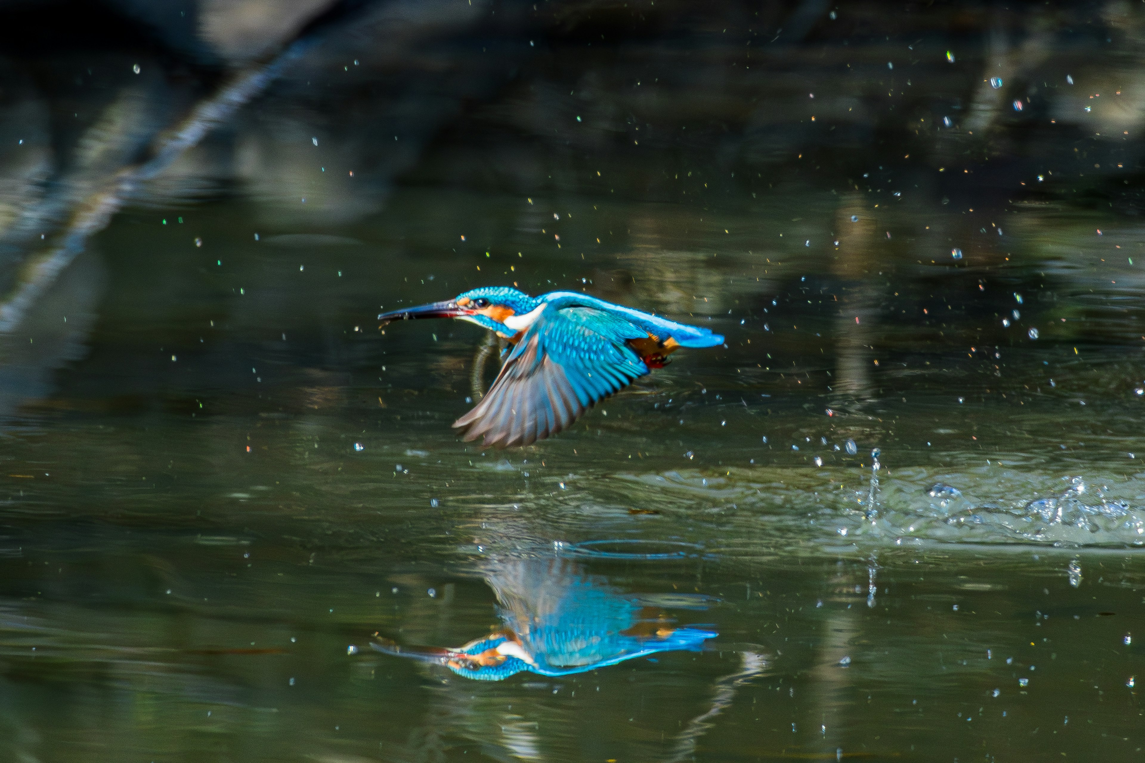 Ein blauer Eisvogel, der über die Wasseroberfläche fliegt, mit seinem Spiegelbild