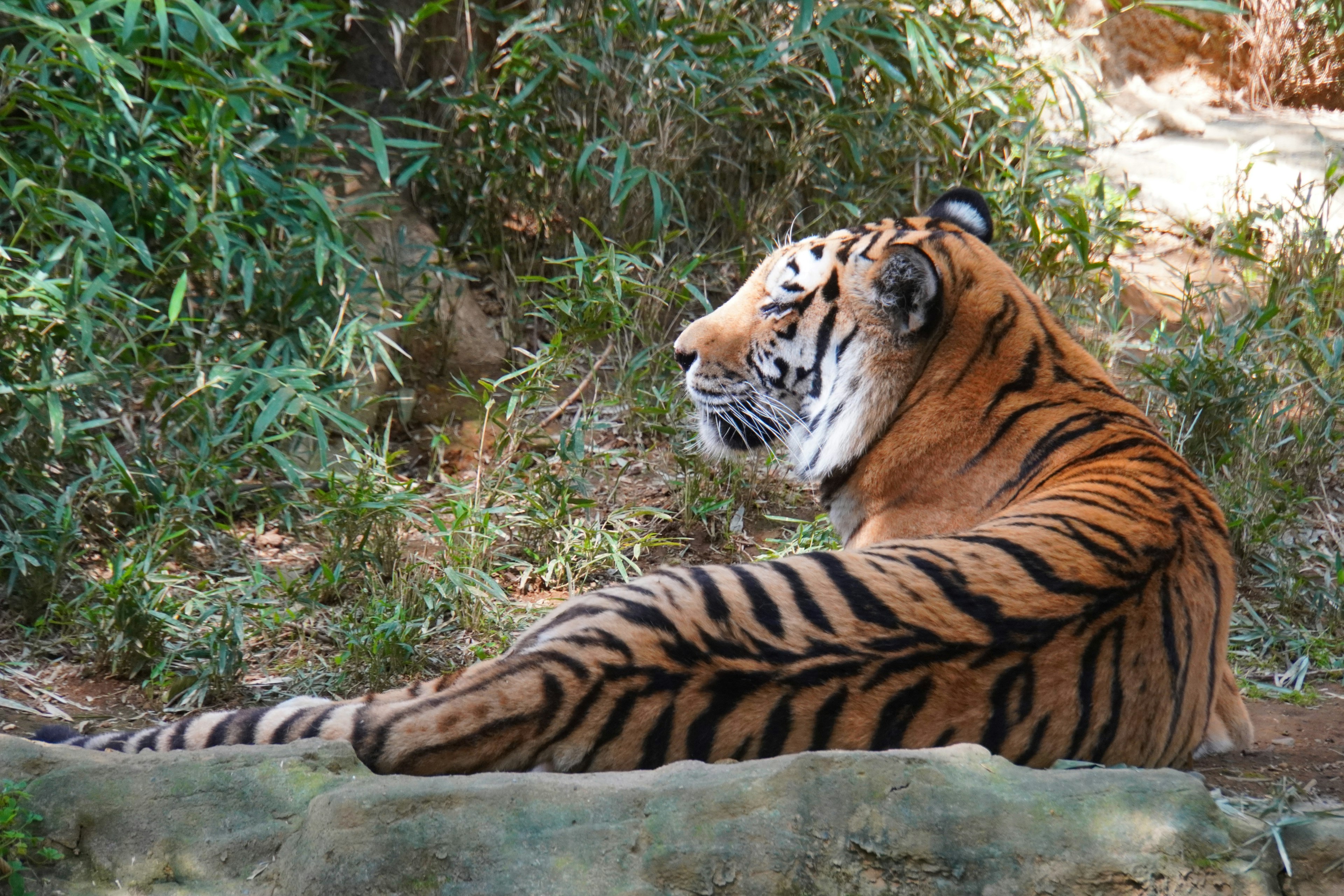 Seitenansicht eines ruhenden Tigers mit seinen charakteristischen Streifen