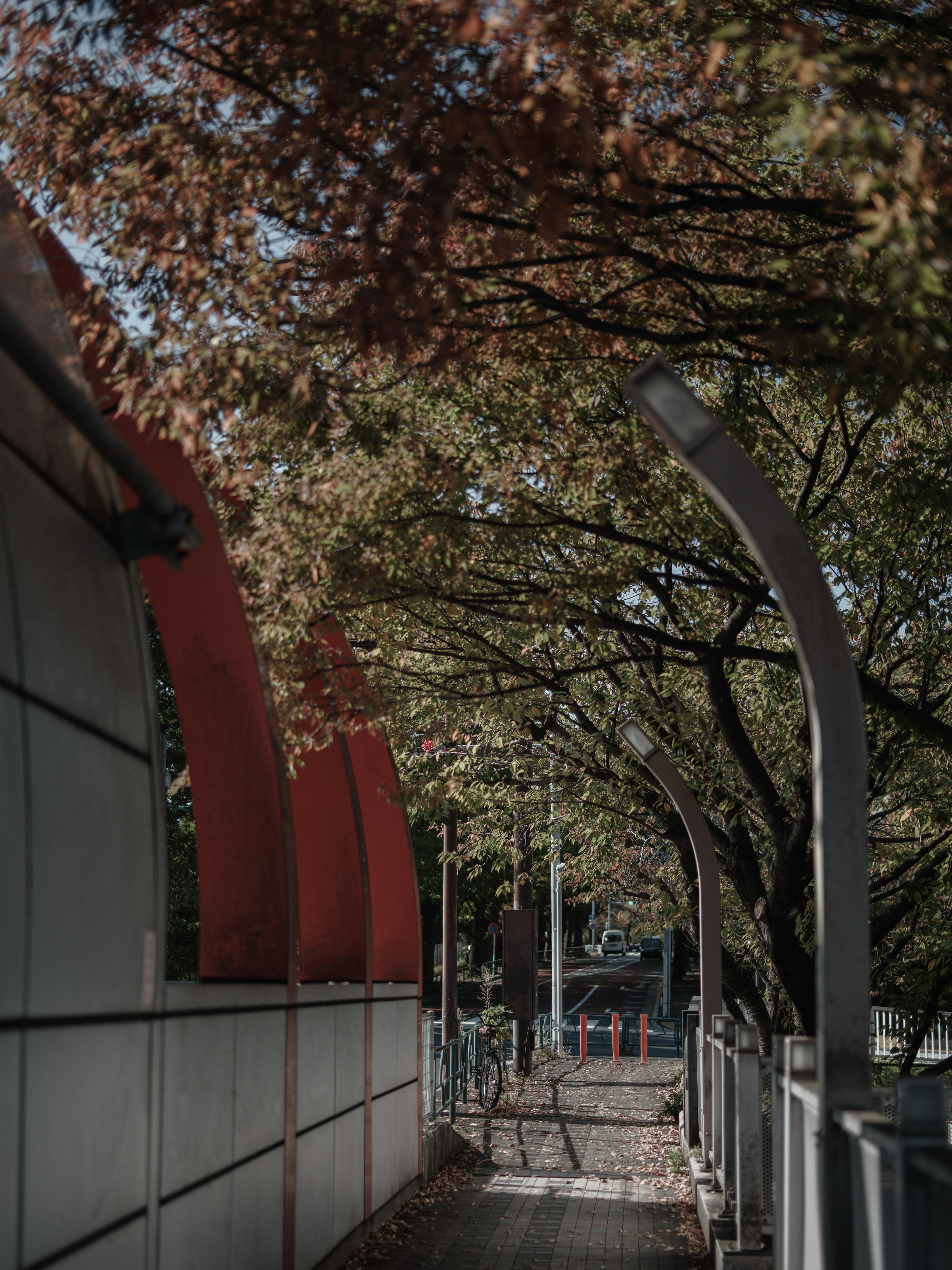 色づいた木々が並ぶ歩道の風景 赤いアーチと白いフェンスが特徴