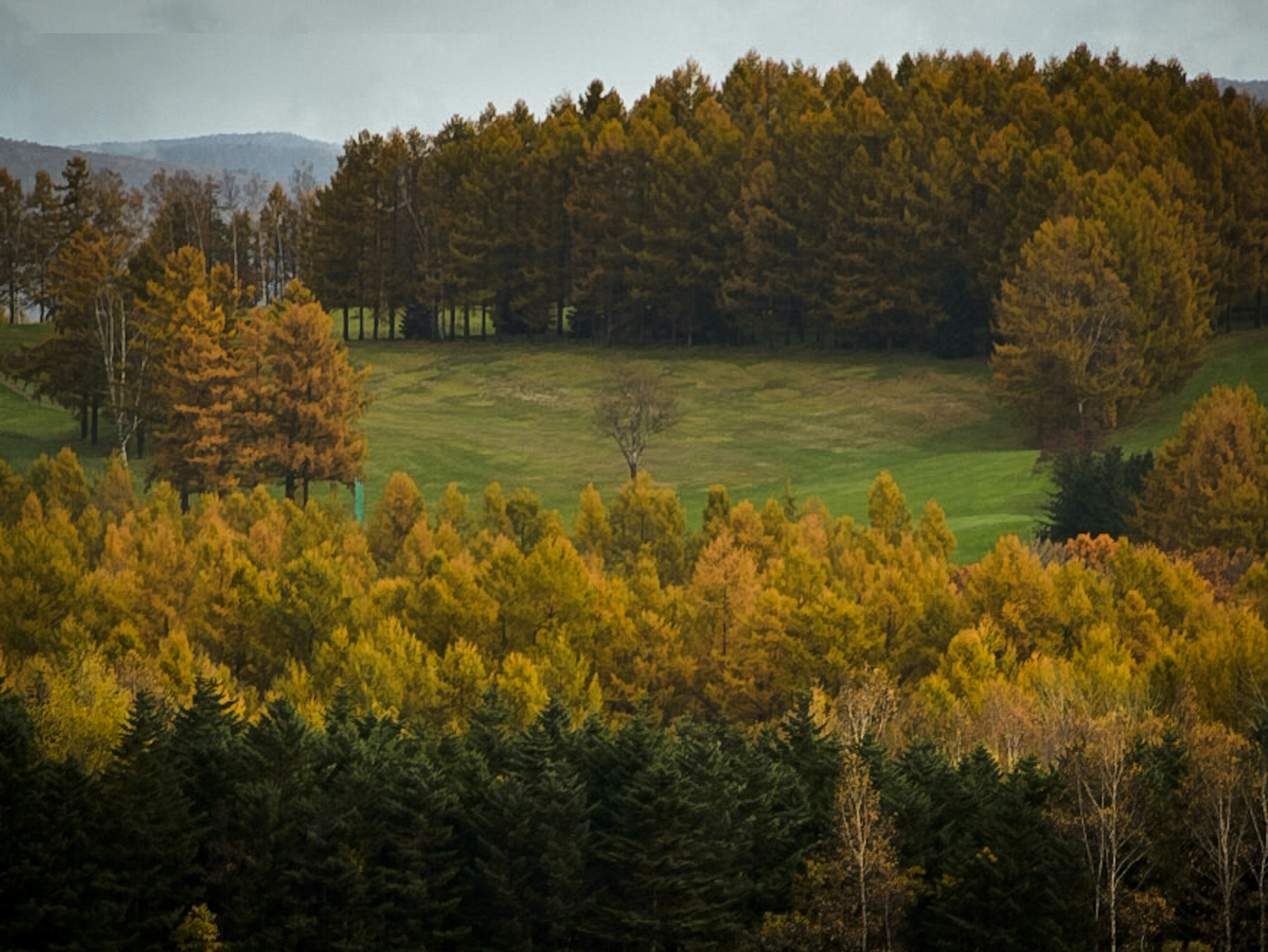 Paysage d'automne avec une forêt aux feuillages orange et jaune et une prairie verte