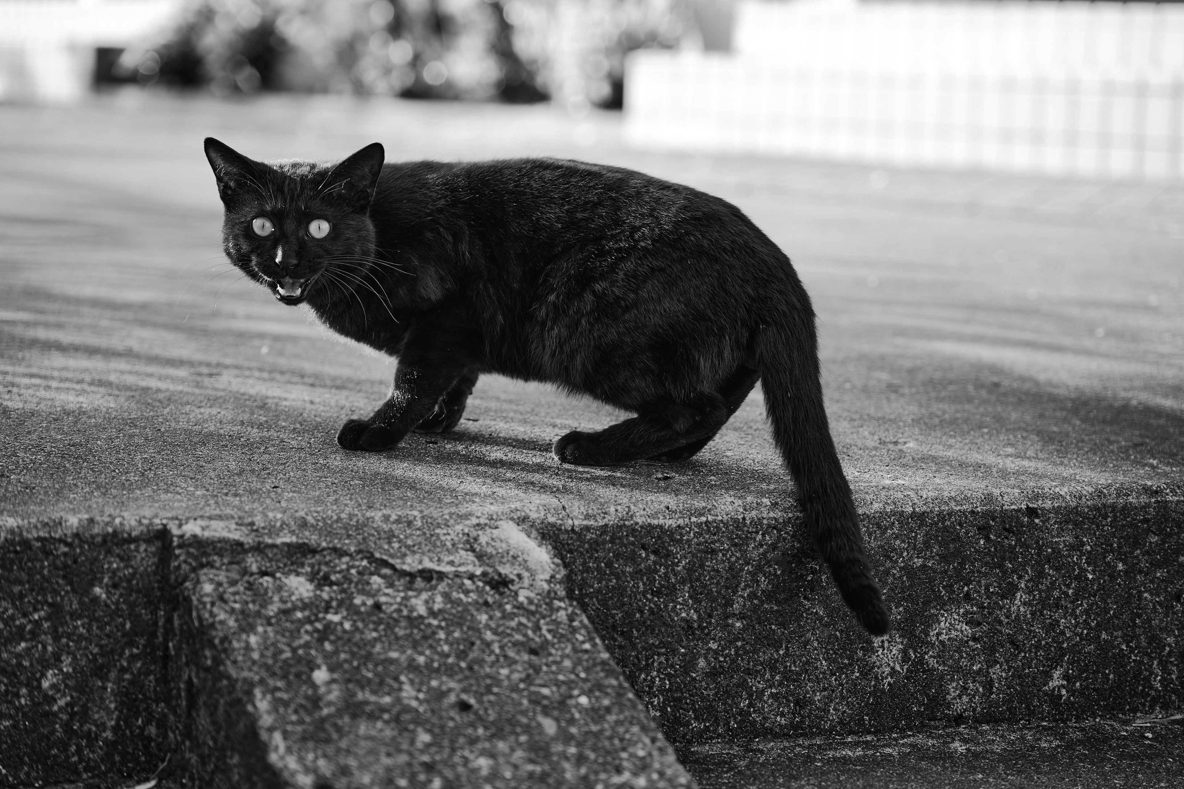 A black cat walking on a stone surface