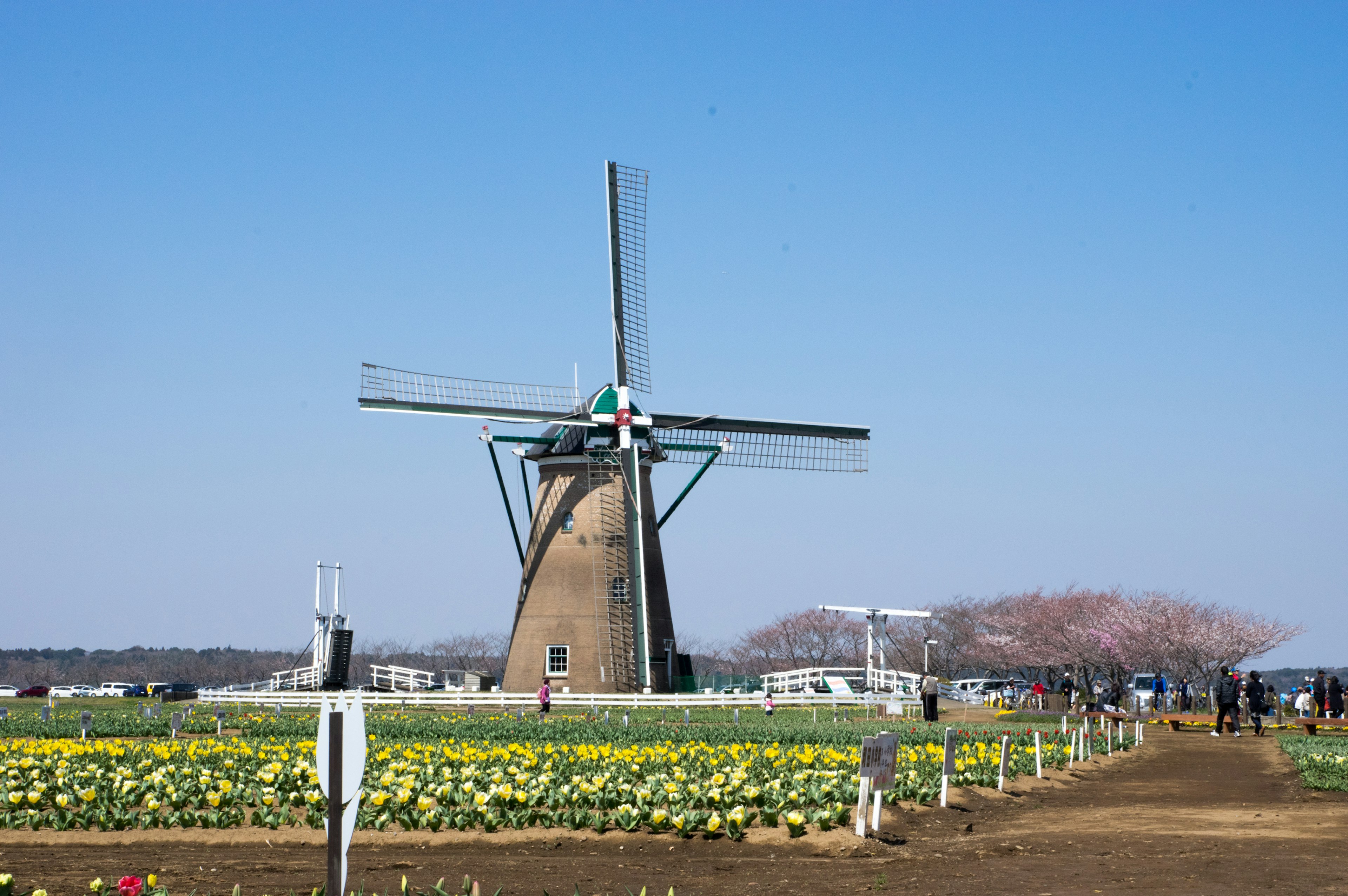 Scenic view of a windmill in a tulip field