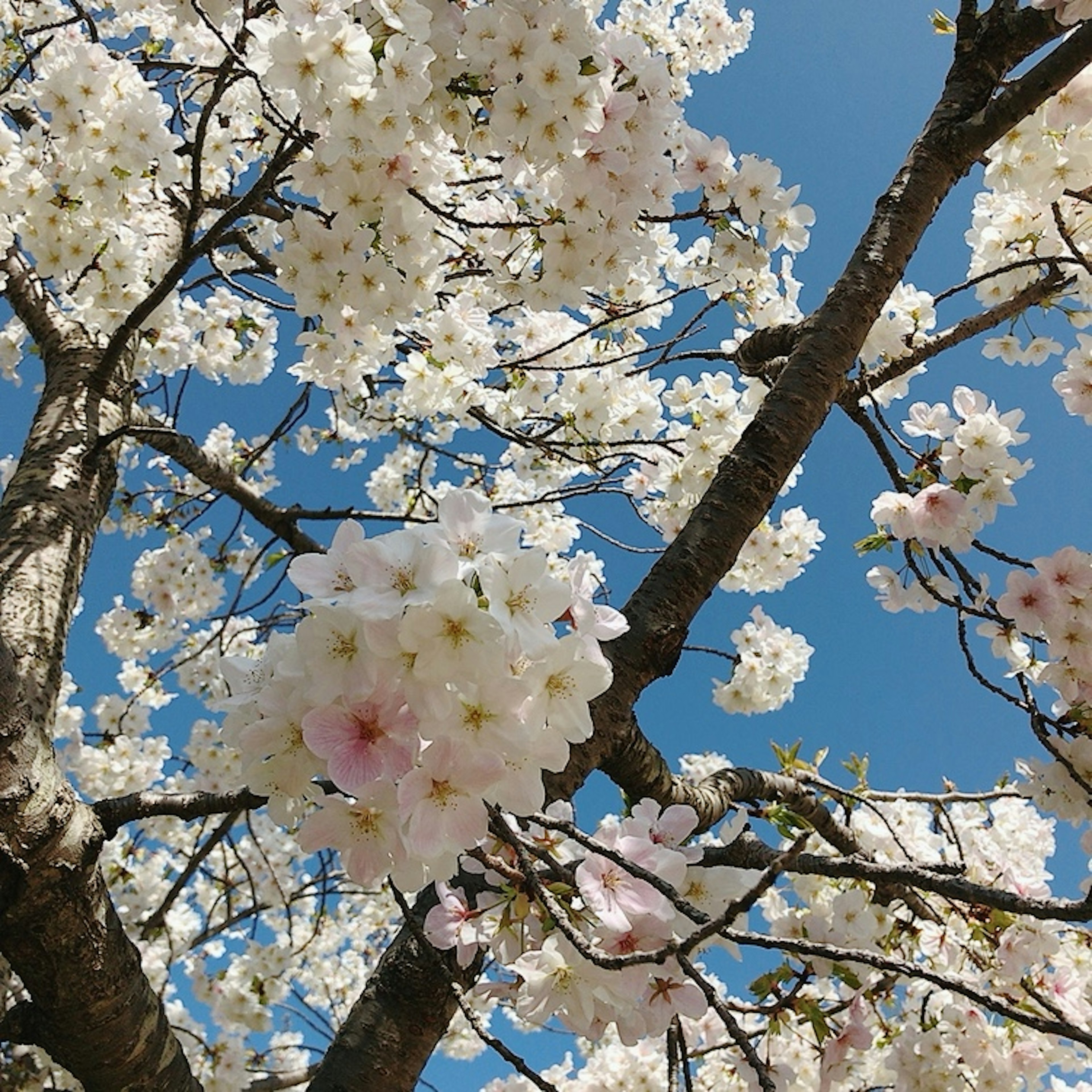 Pohon sakura mekar penuh di latar belakang langit biru