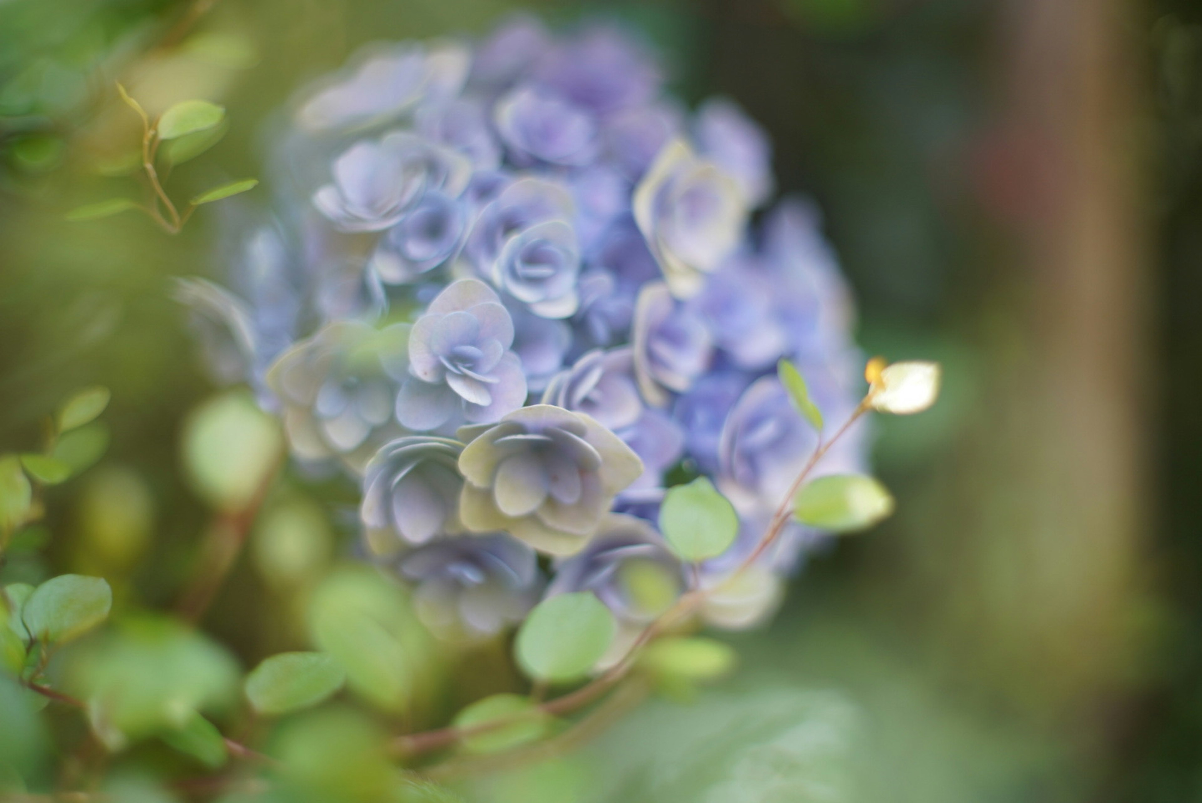 Verschwommene Abbildung einer blau-violetten Blume umgeben von grünen Blättern