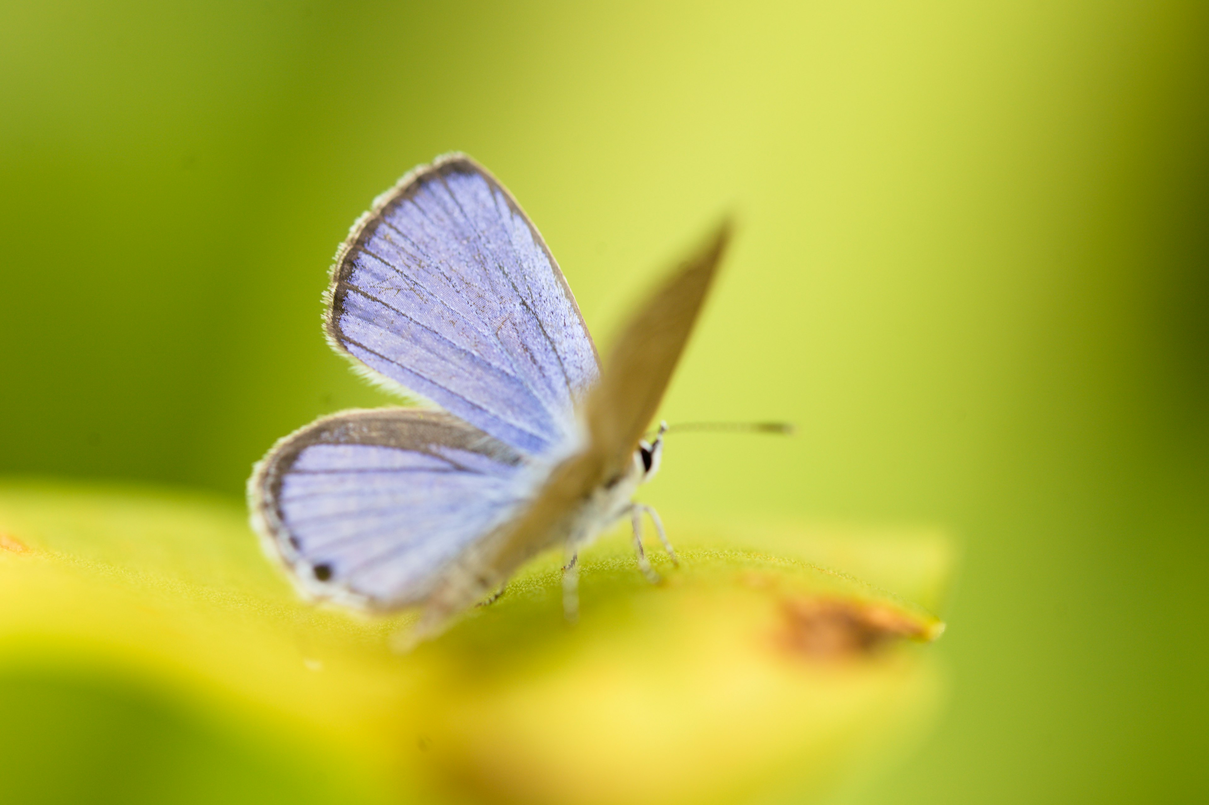 A blue butterfly perched on a leaf with a blurred green background