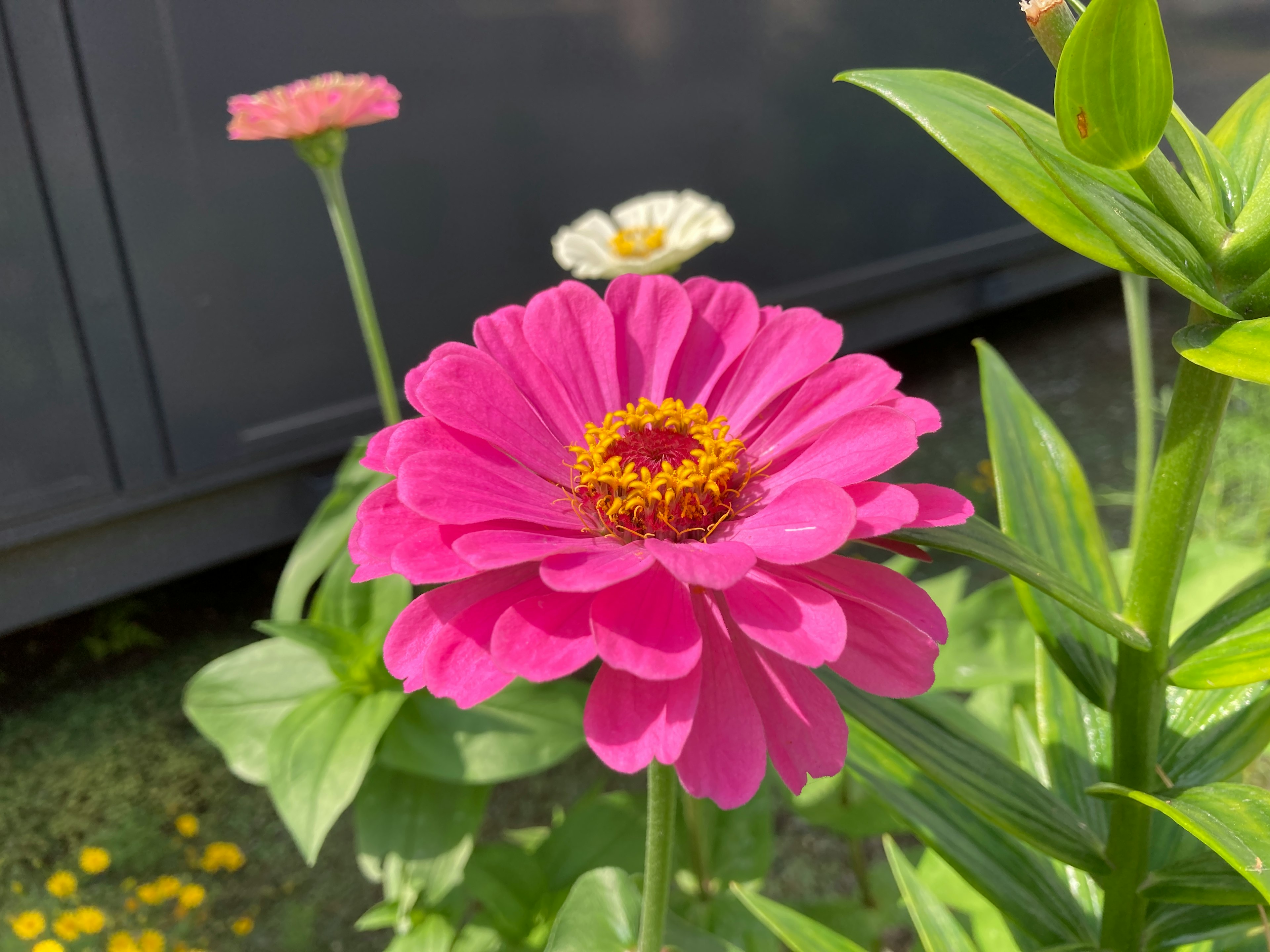 Un fiore di zinnia rosa brillante in primo piano con altri fiori sullo sfondo