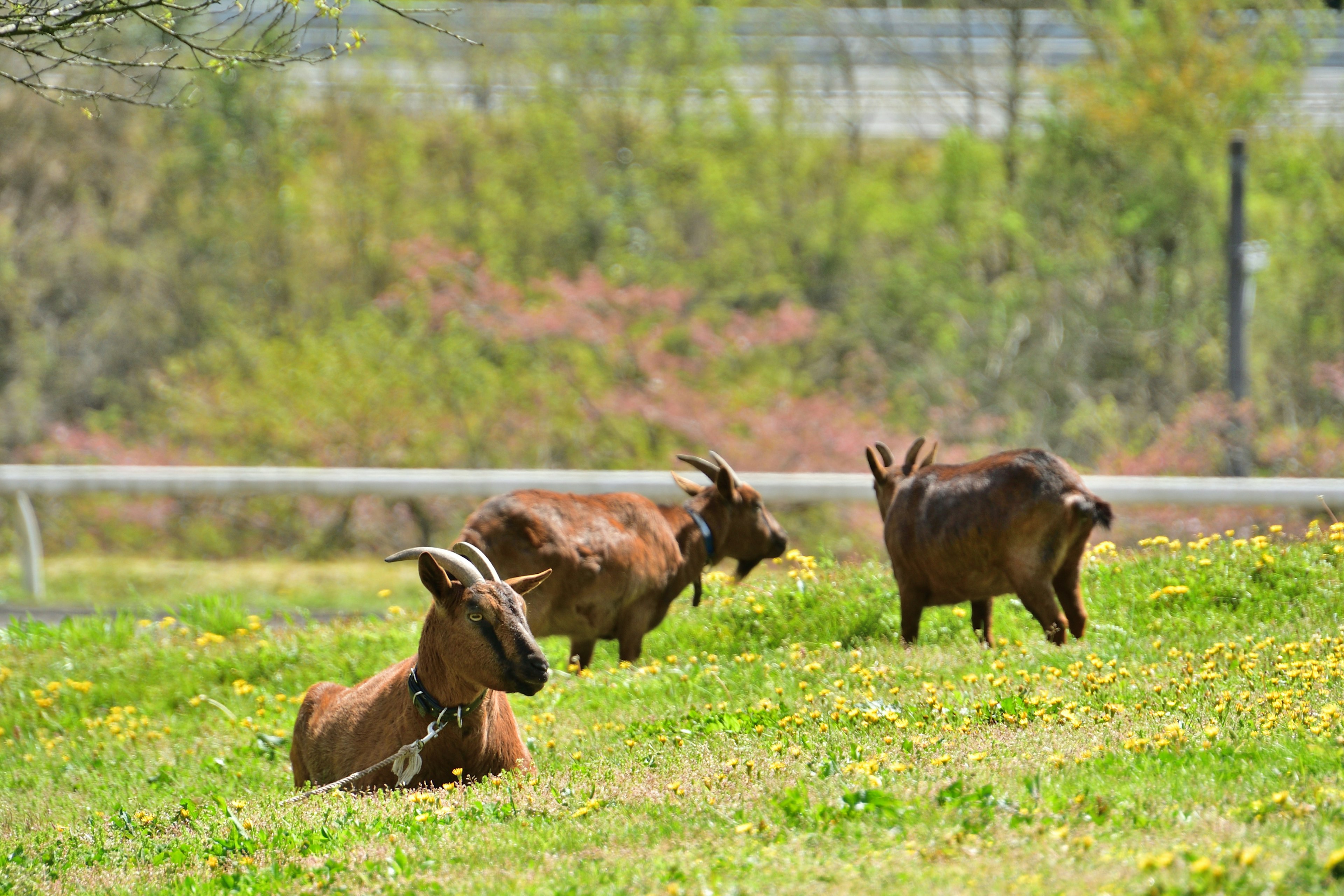 Una escena natural de cabras relajándose en un prado