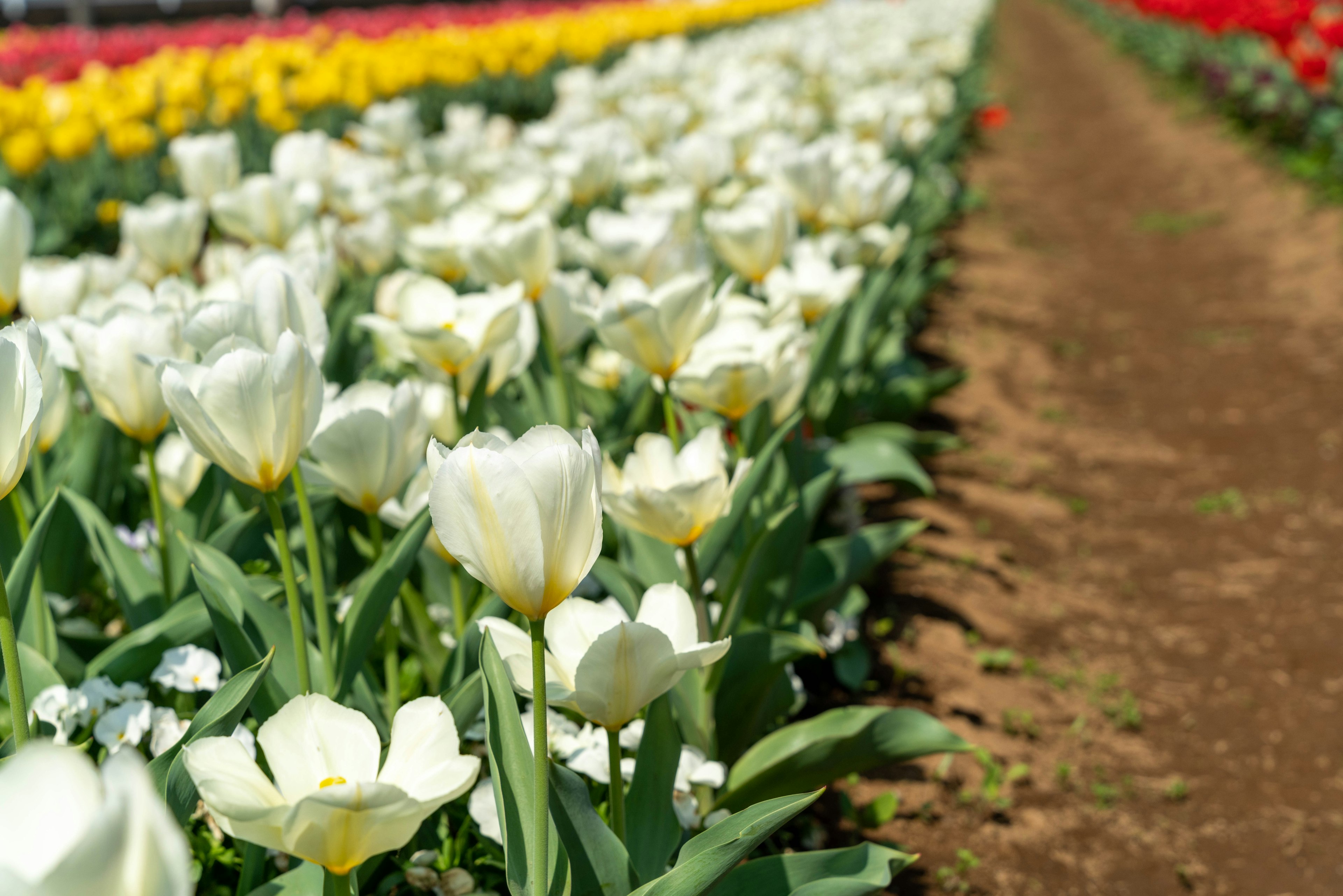 Cánh đồng hoa tulip trắng với hoa tulip nhiều màu ở phía sau