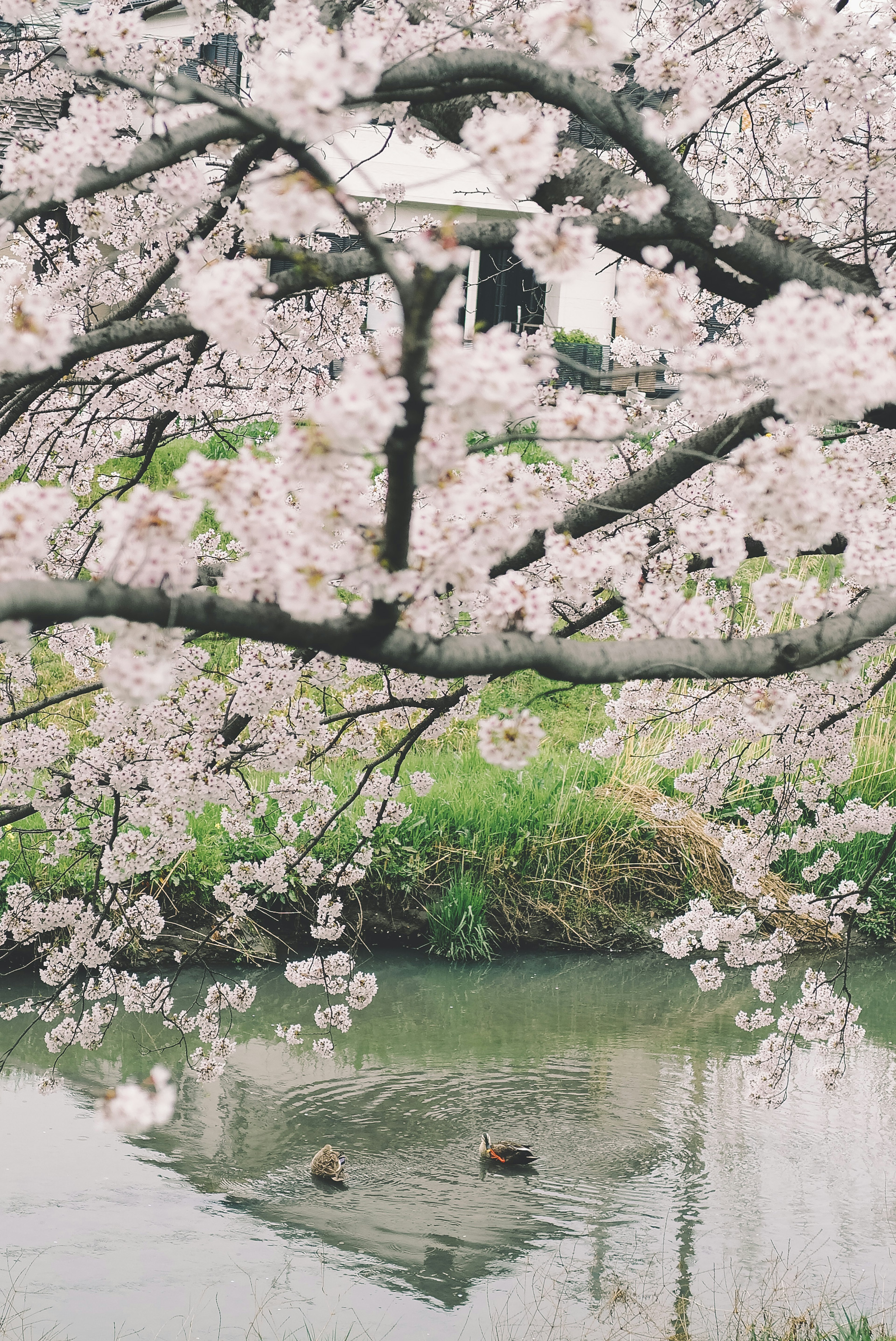 Vue pittoresque de cerisiers en fleurs au-dessus d'une rivière avec des canards nageant