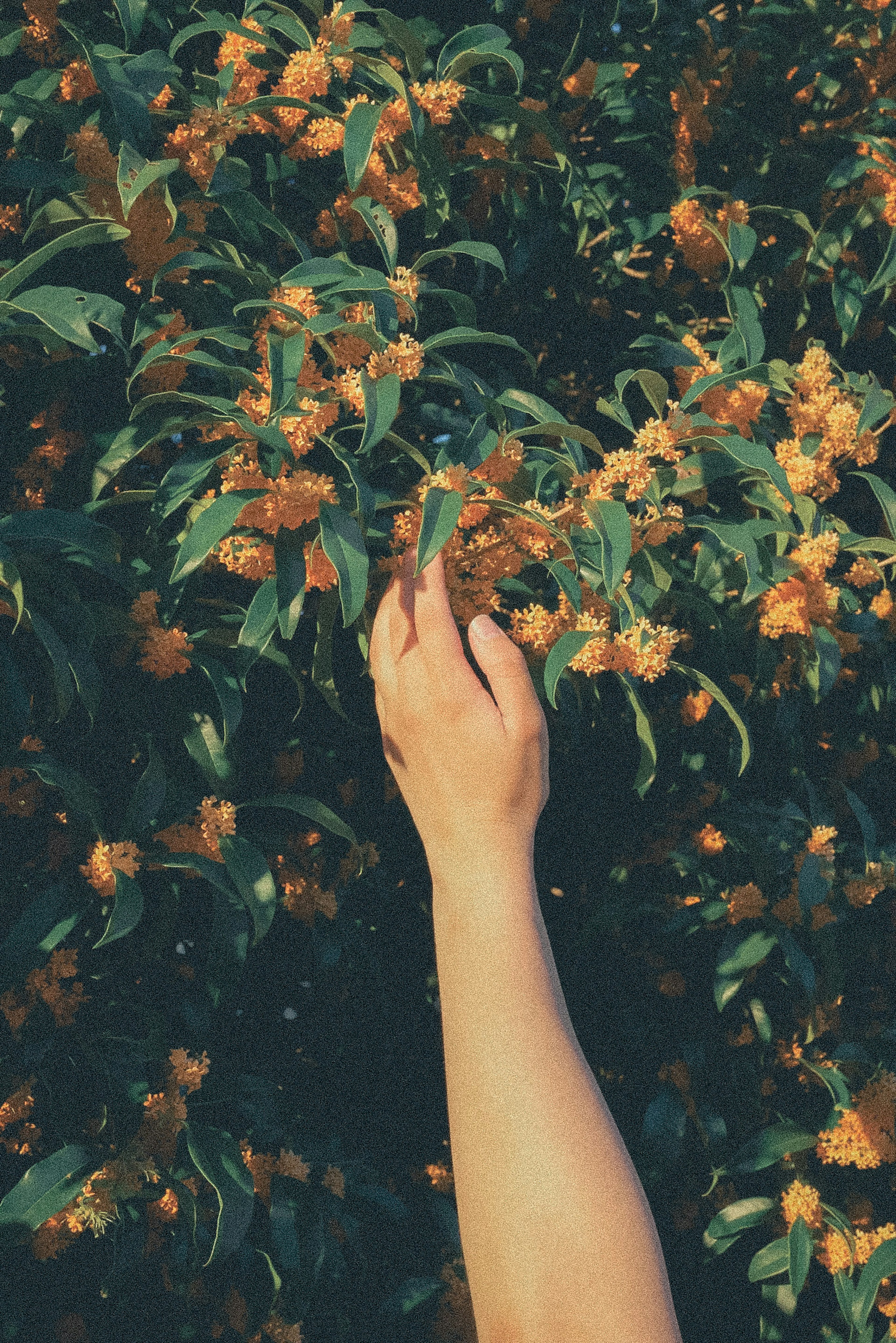 A hand reaching for orange flowers on a green bush