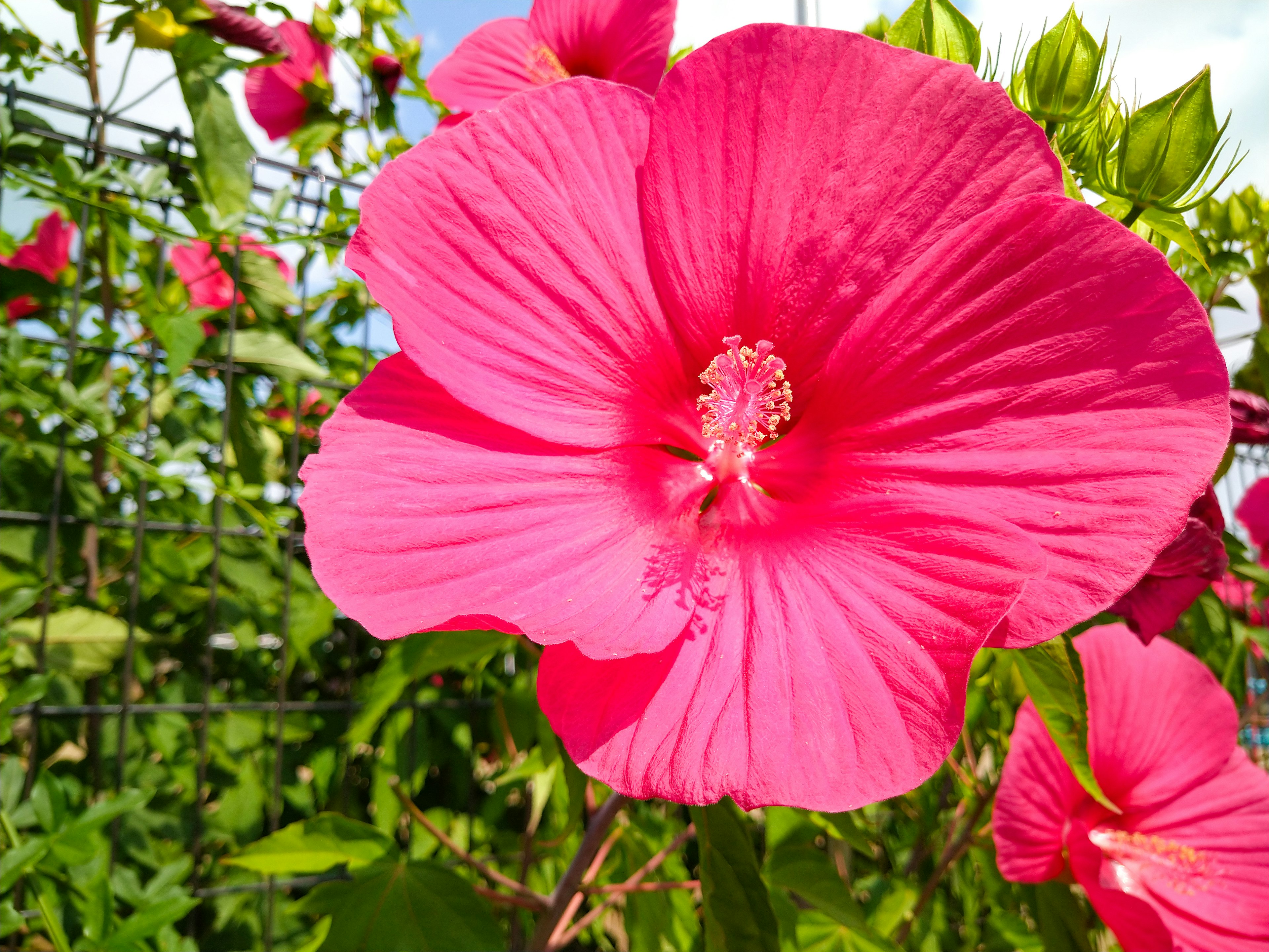 Bunga hibiscus merah muda cerah dikelilingi daun hijau