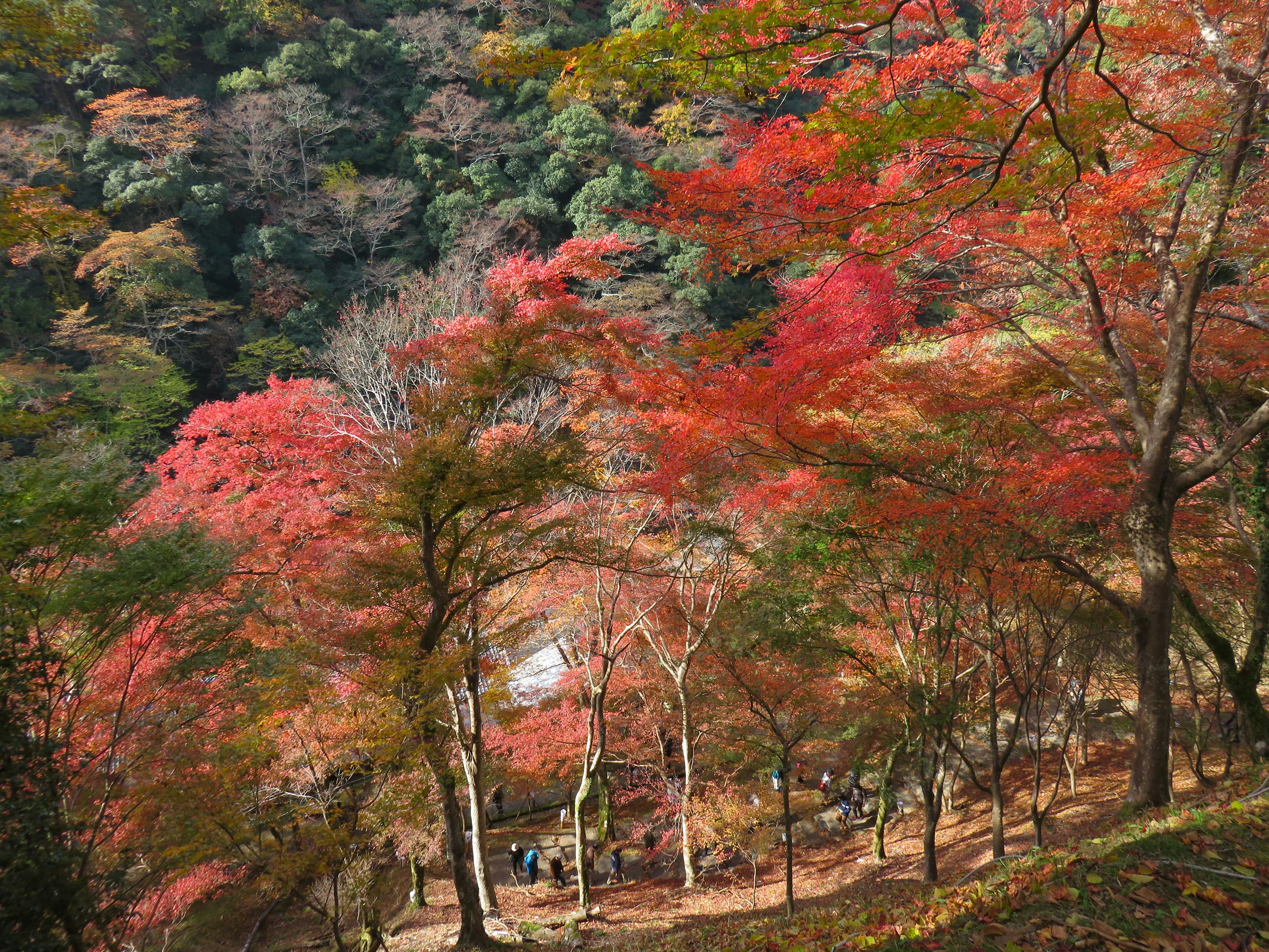 色とりどりの紅葉が広がる秋の風景