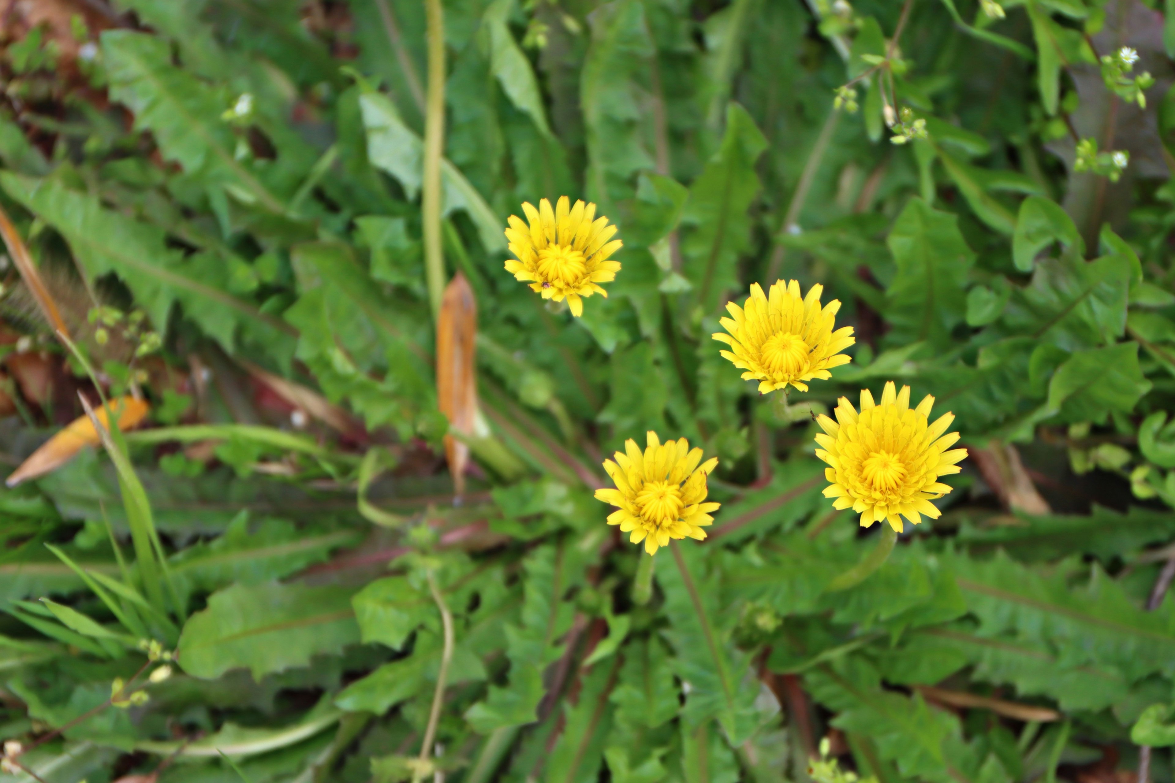 Vista superior de plantas de diente de león con flores amarillas brillantes