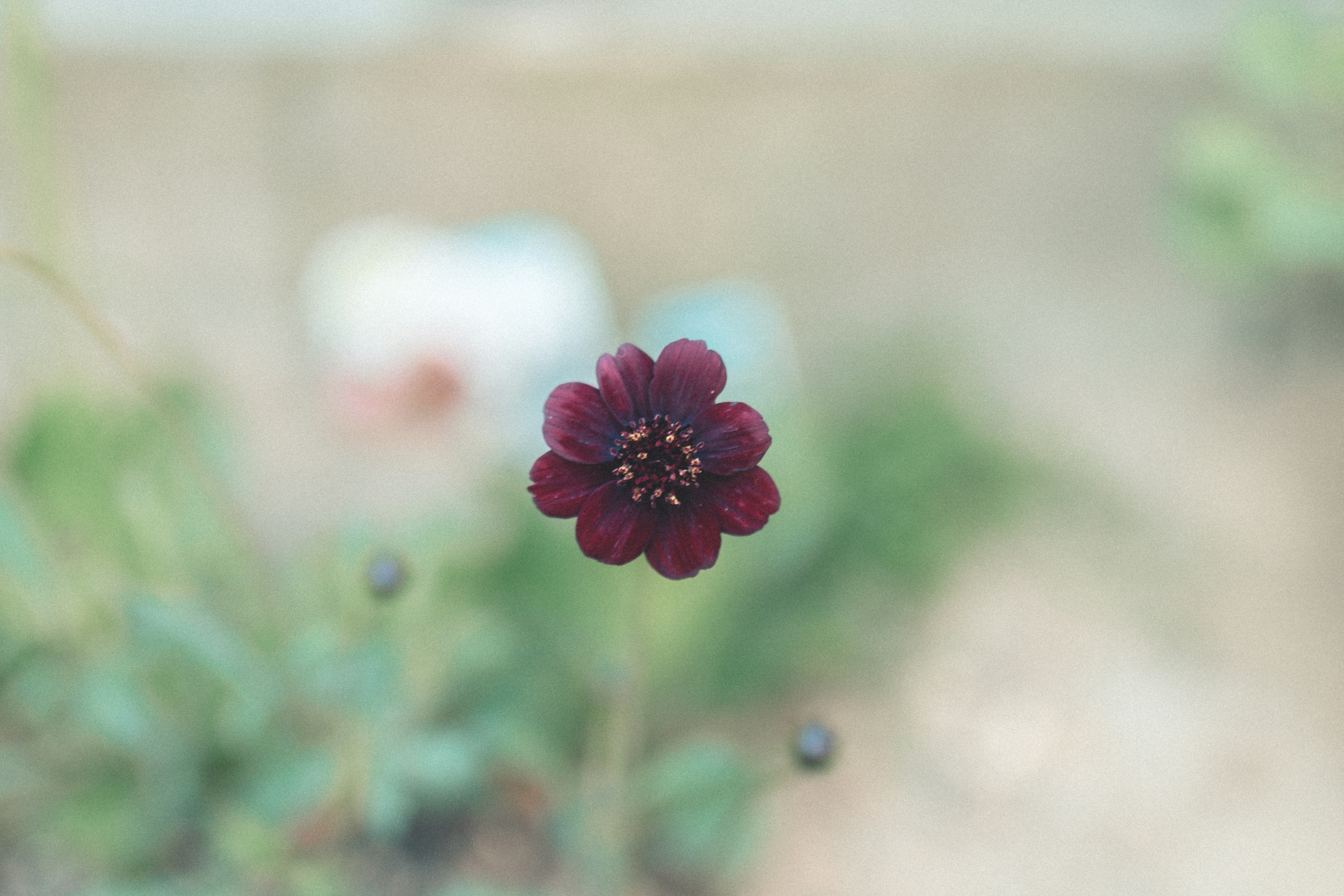 Un fiore rosso scuro che sboccia su uno sfondo verde sfocato