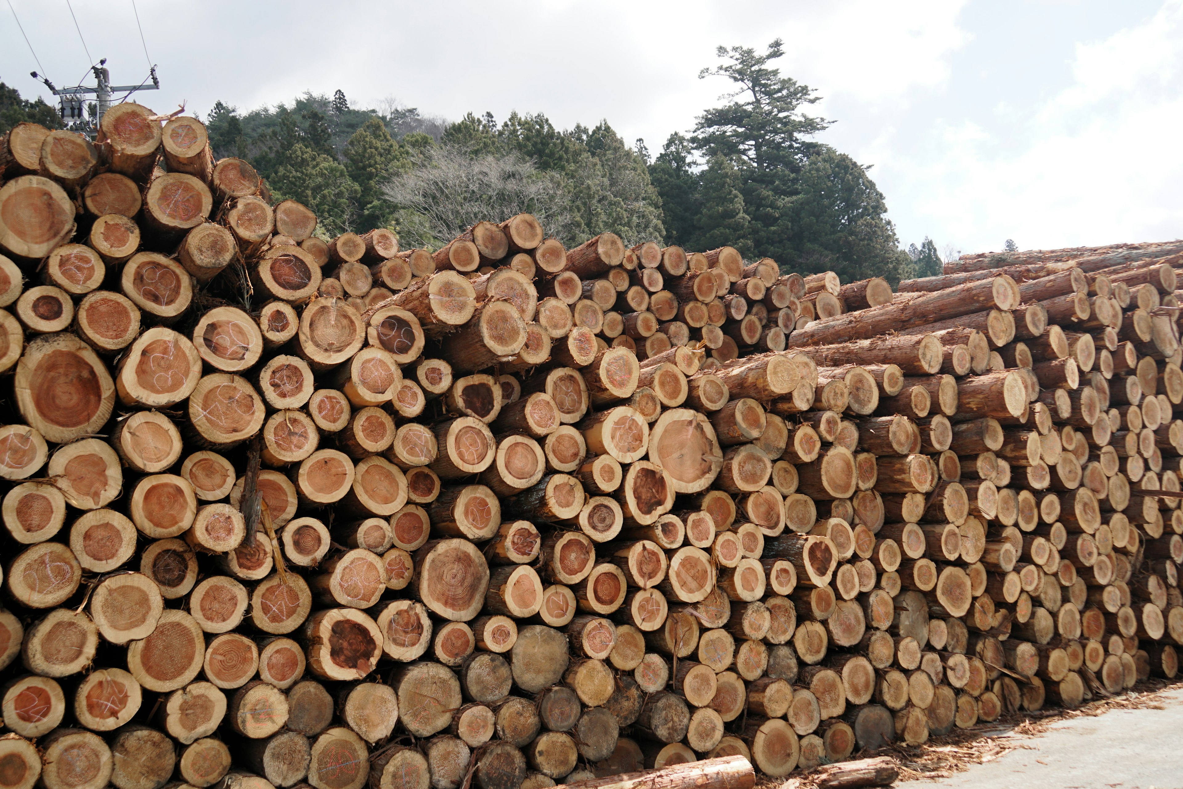 Una grande catasta di tronchi di legno tagliati disposti in file ordinate