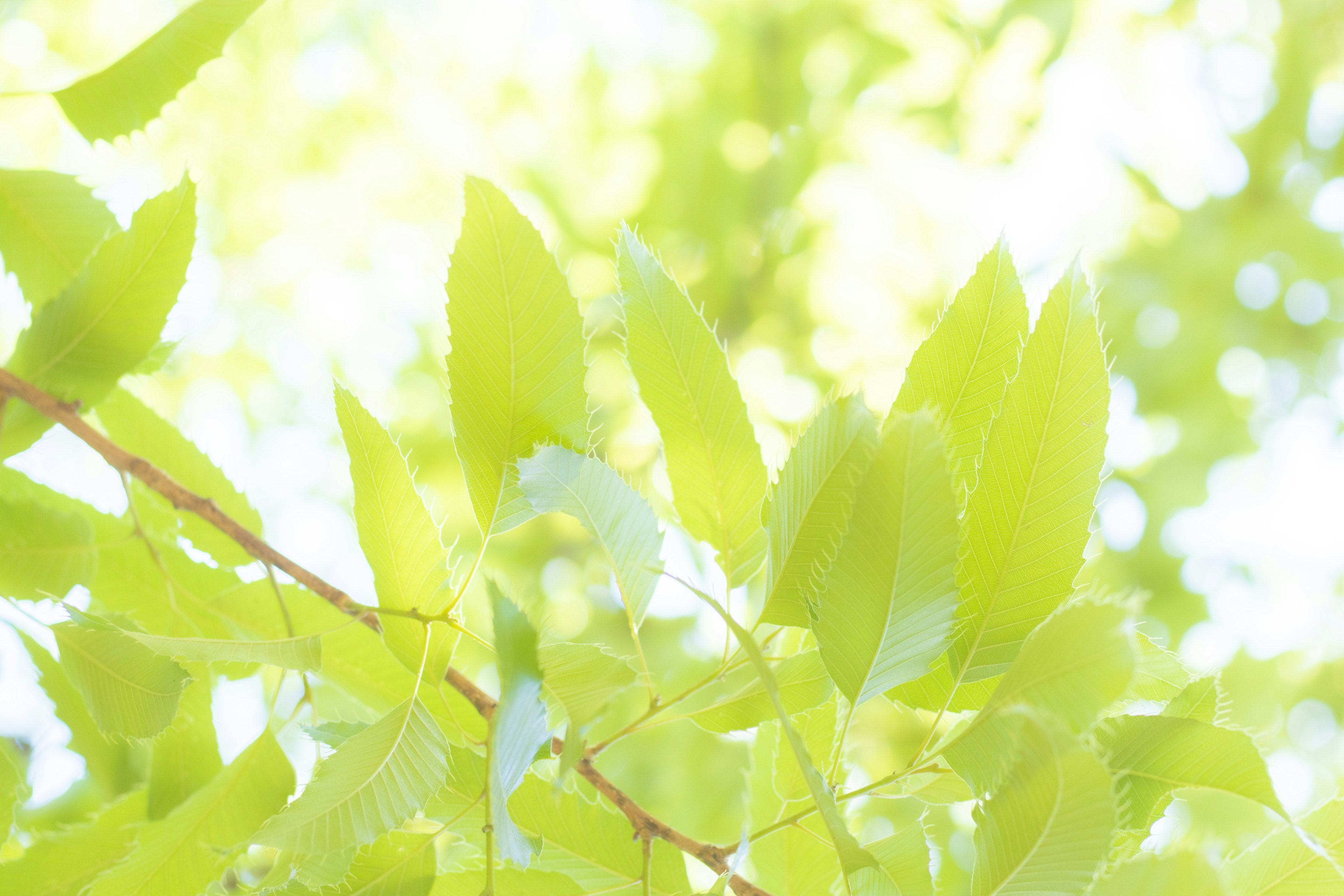 Bright green leaves glowing in soft light