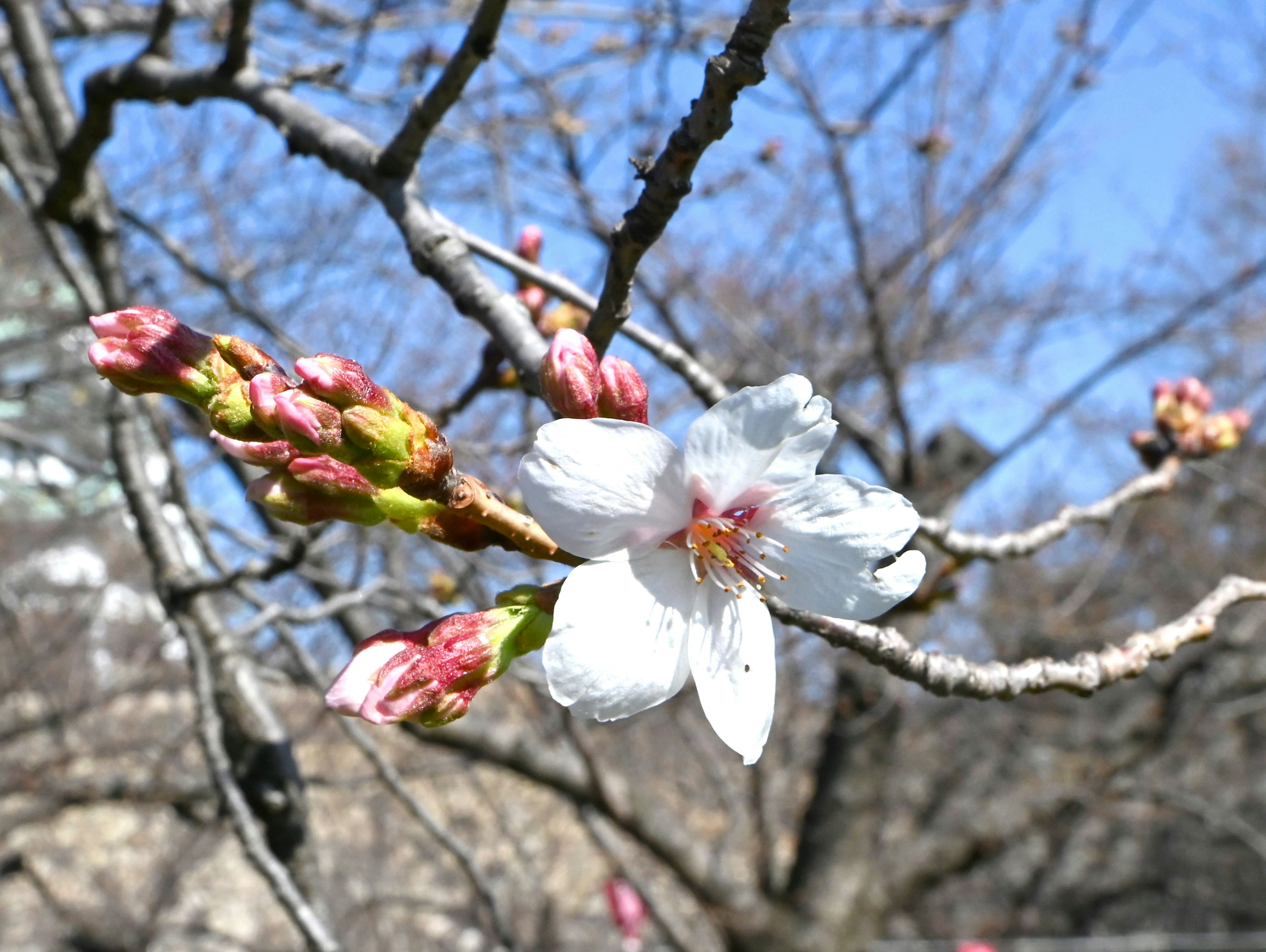 桜の花が咲く枝のクローズアップ 白い花とつぼみのコントラスト