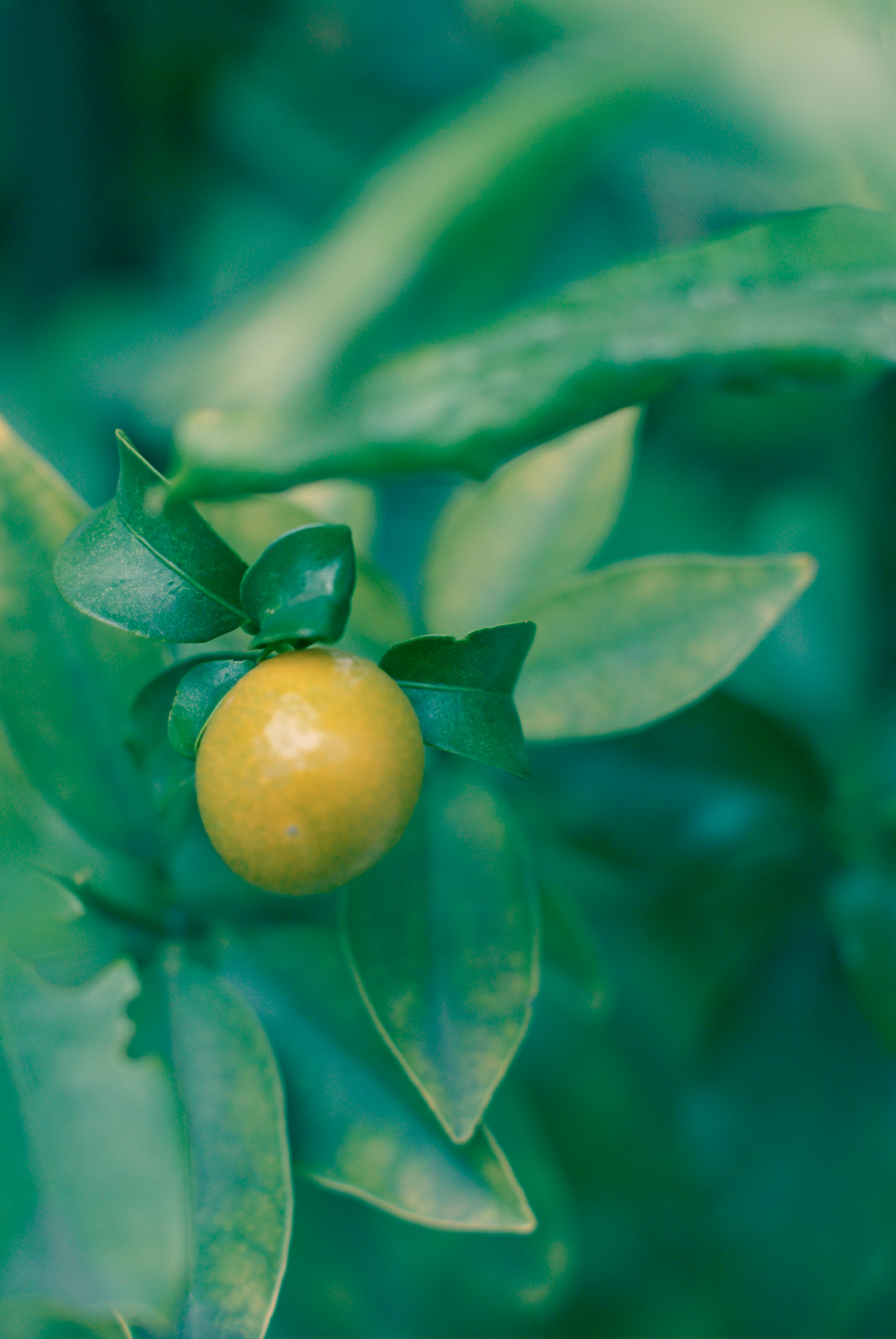 Nahaufnahme einer gelben Frucht umgeben von grünen Blättern