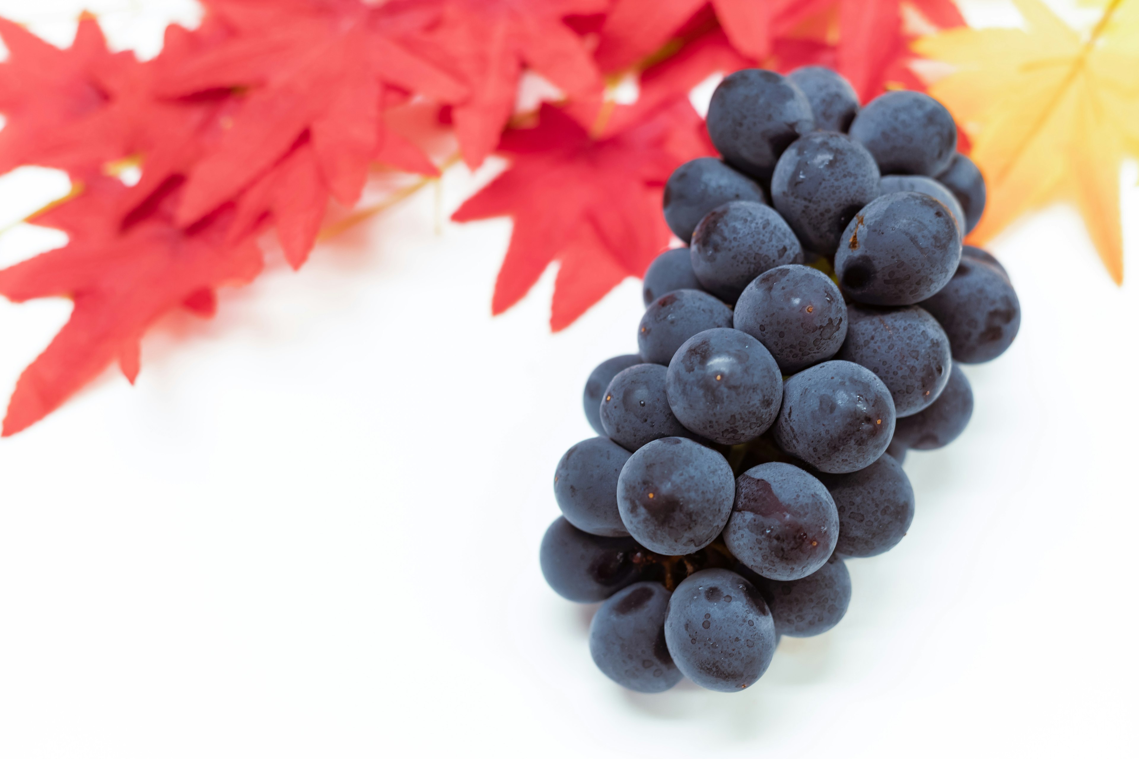 Cluster of black grapes with vibrant red maple leaves in the background