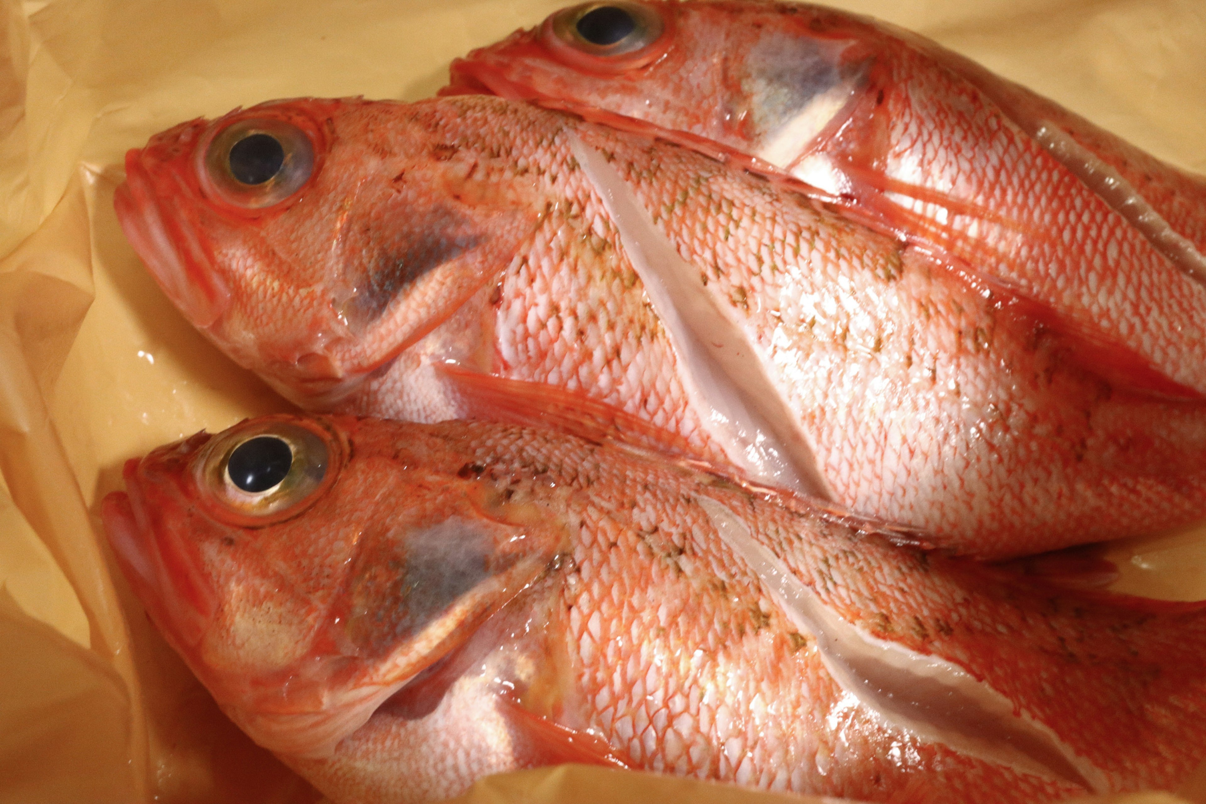 Poissons rouges frais disposés de manière ordonnée